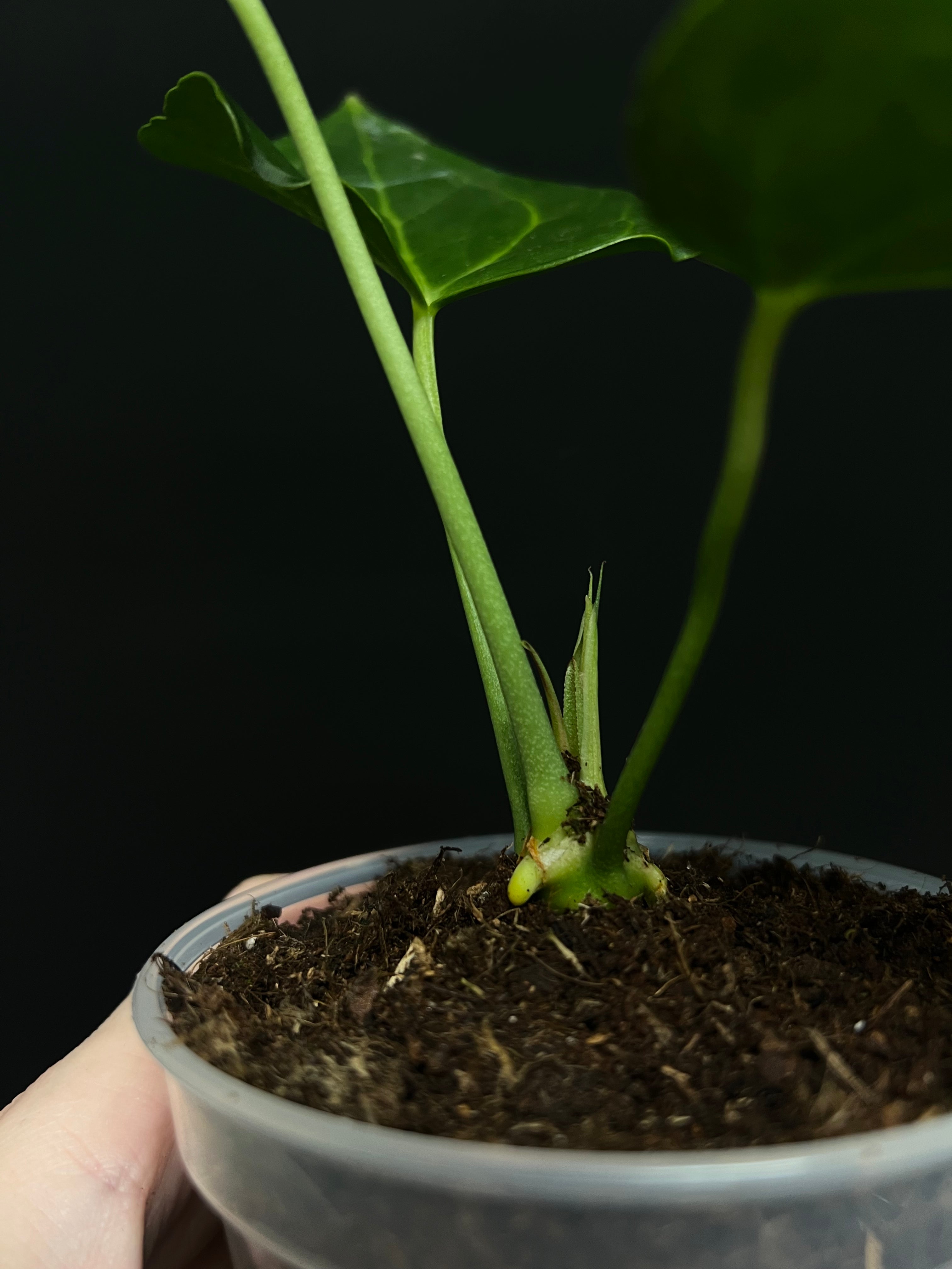 Anthurium ‘Delta Force’ (Clarinervium x Pedatoradiatum)