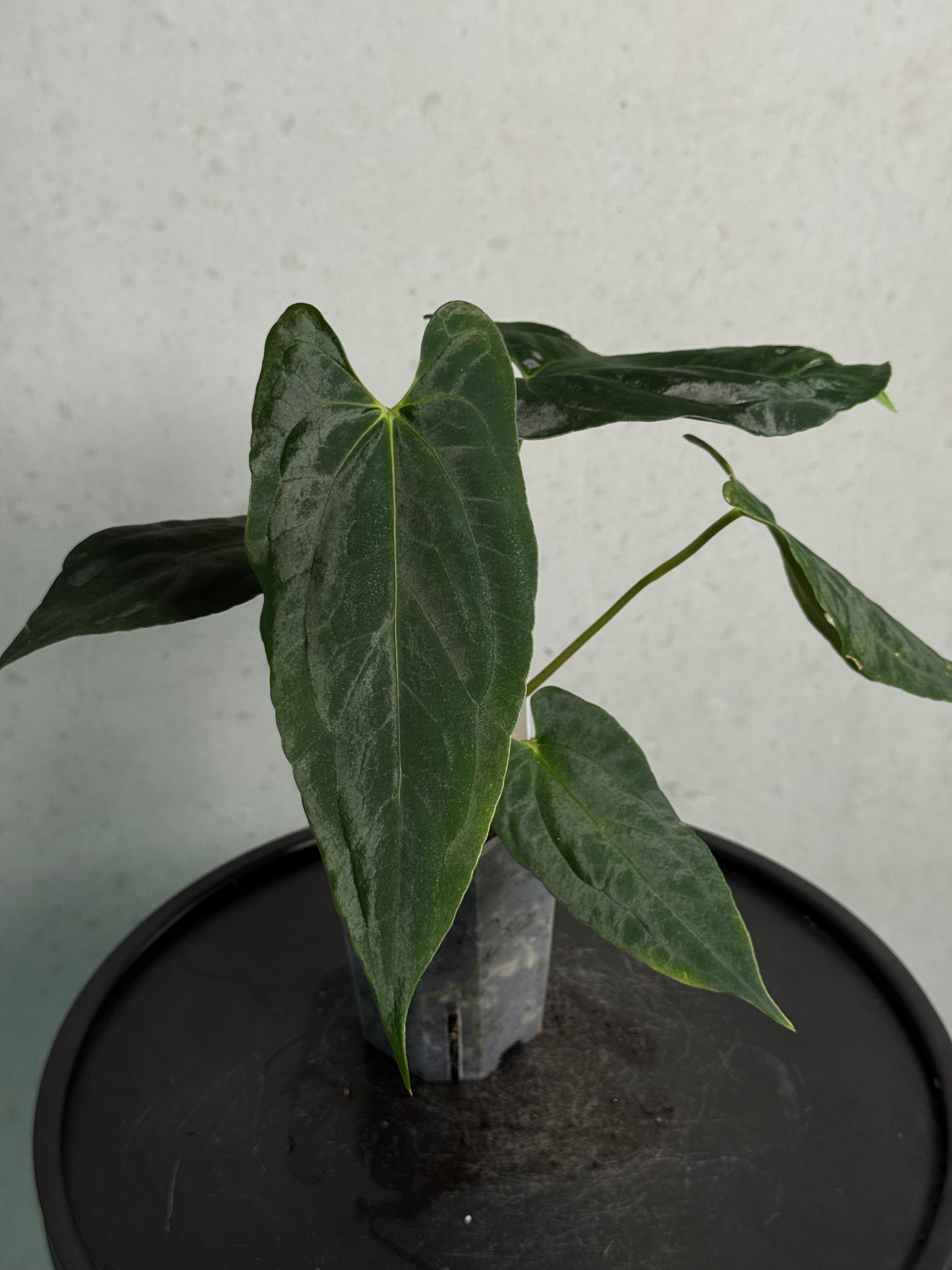 Anthurium Fort Sherman x Ralph Lynam S1