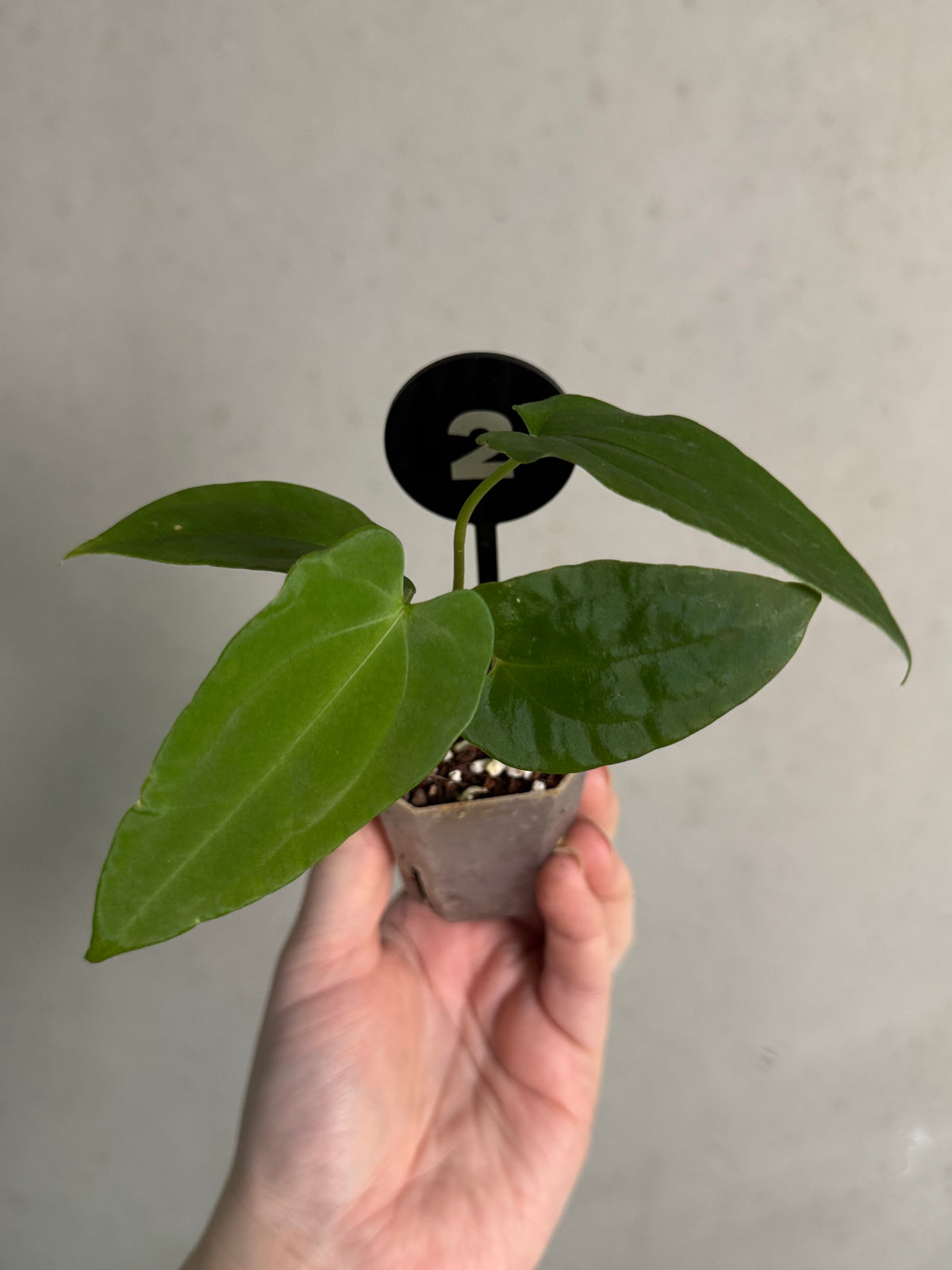 Anthurium FSxRL x RLxFS 'Rouge' plant by Mathiux Aroid with vibrant red leaves and lush green foliage.