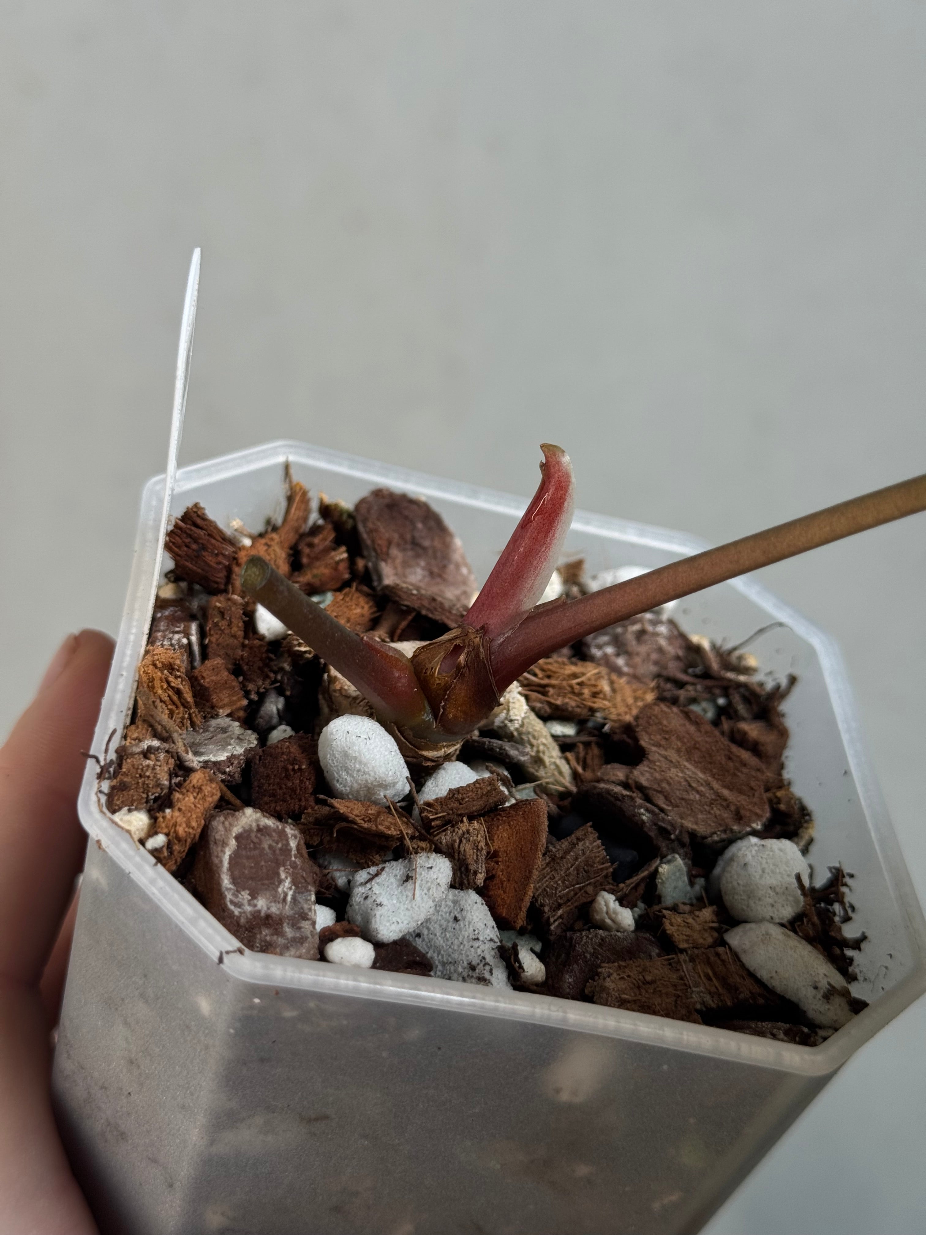 Anthurium Dark Phoenix - Clone
