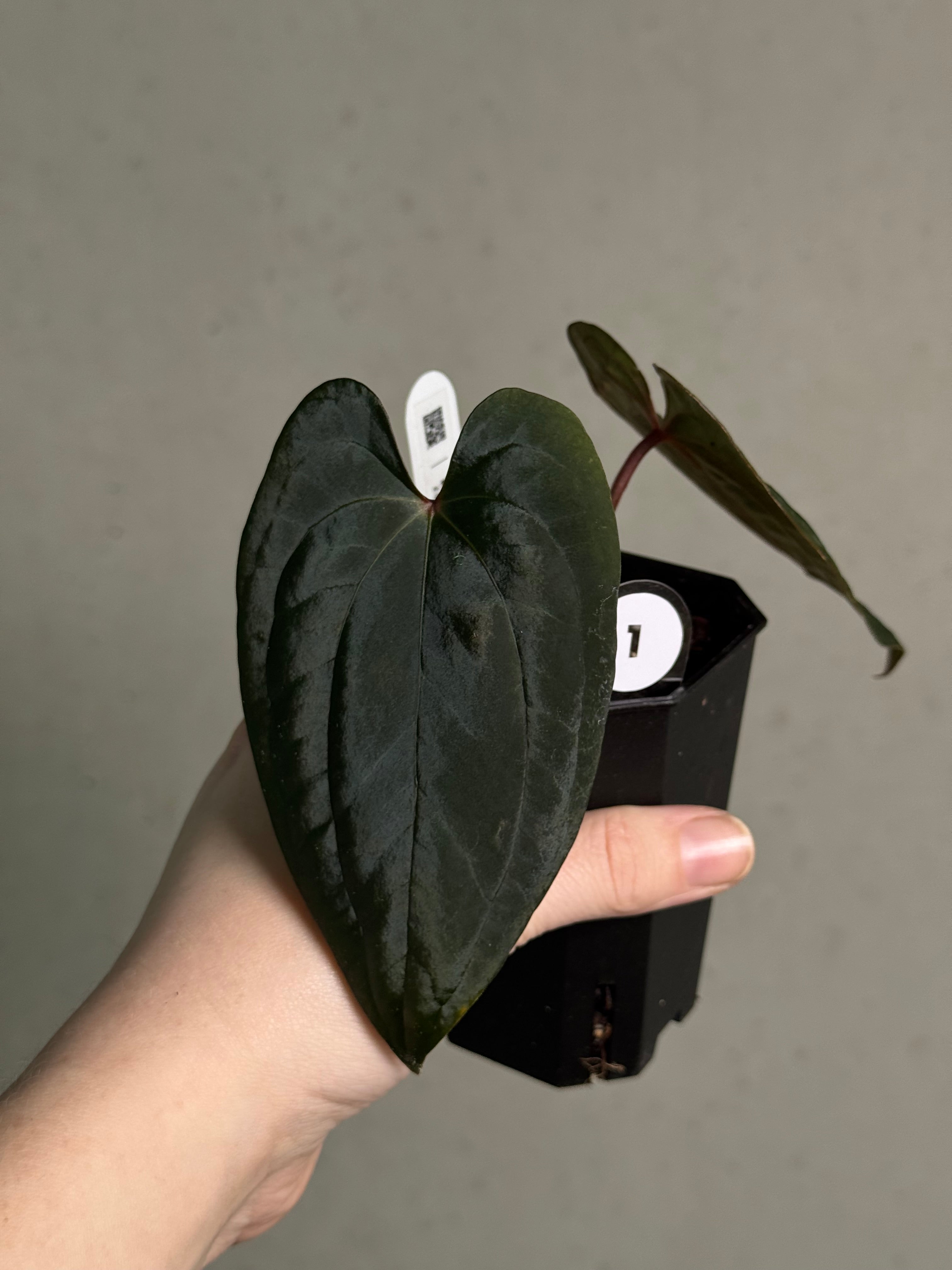 Anthurium ‘Sherpa’ (Dark Phoenix x RVDP) #2 - Clone - SMUKHI