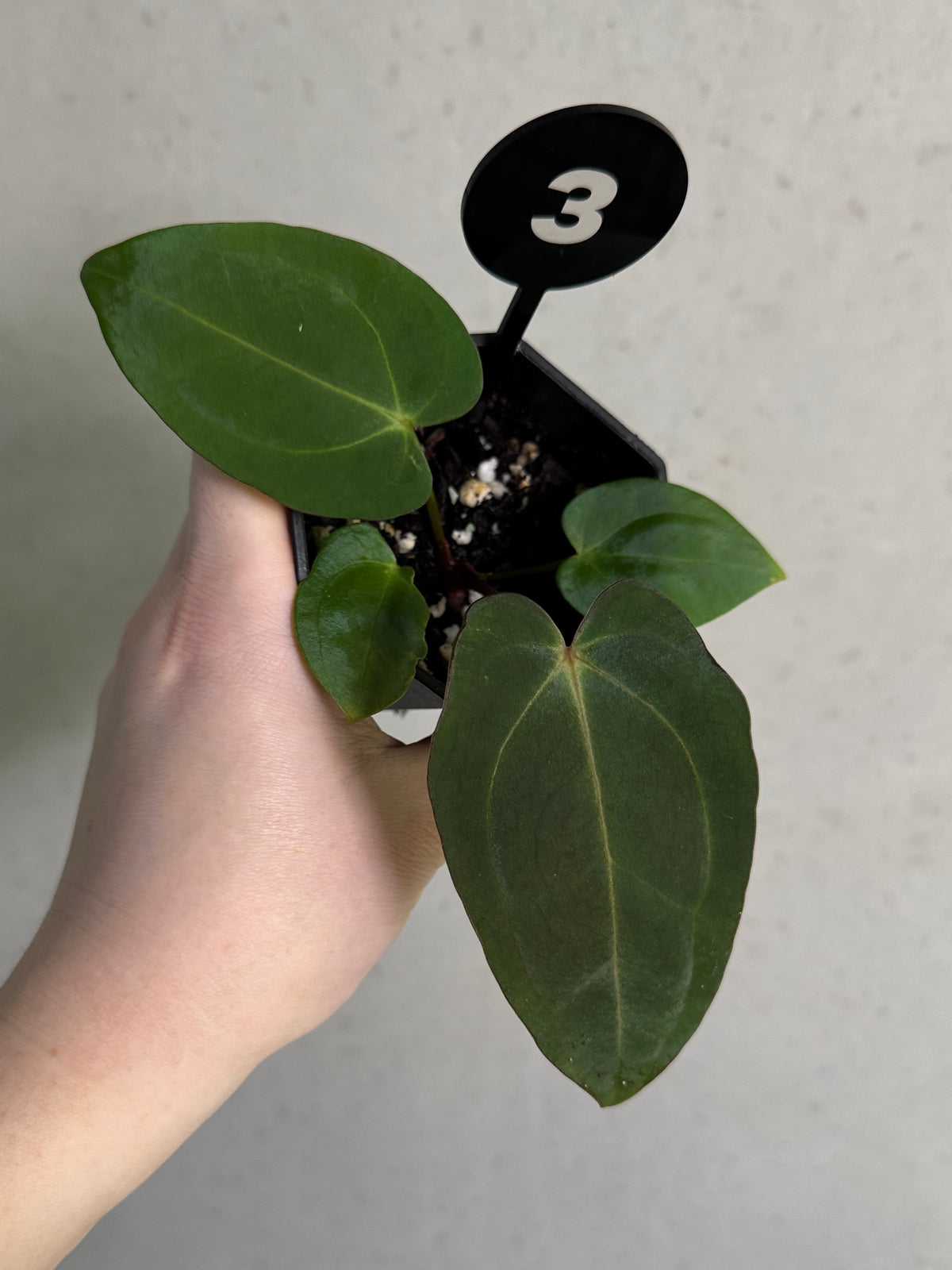 Variegated Stingray Anthurium Carlablackiae plant with dark green and black variegated leaves, potted indoors.