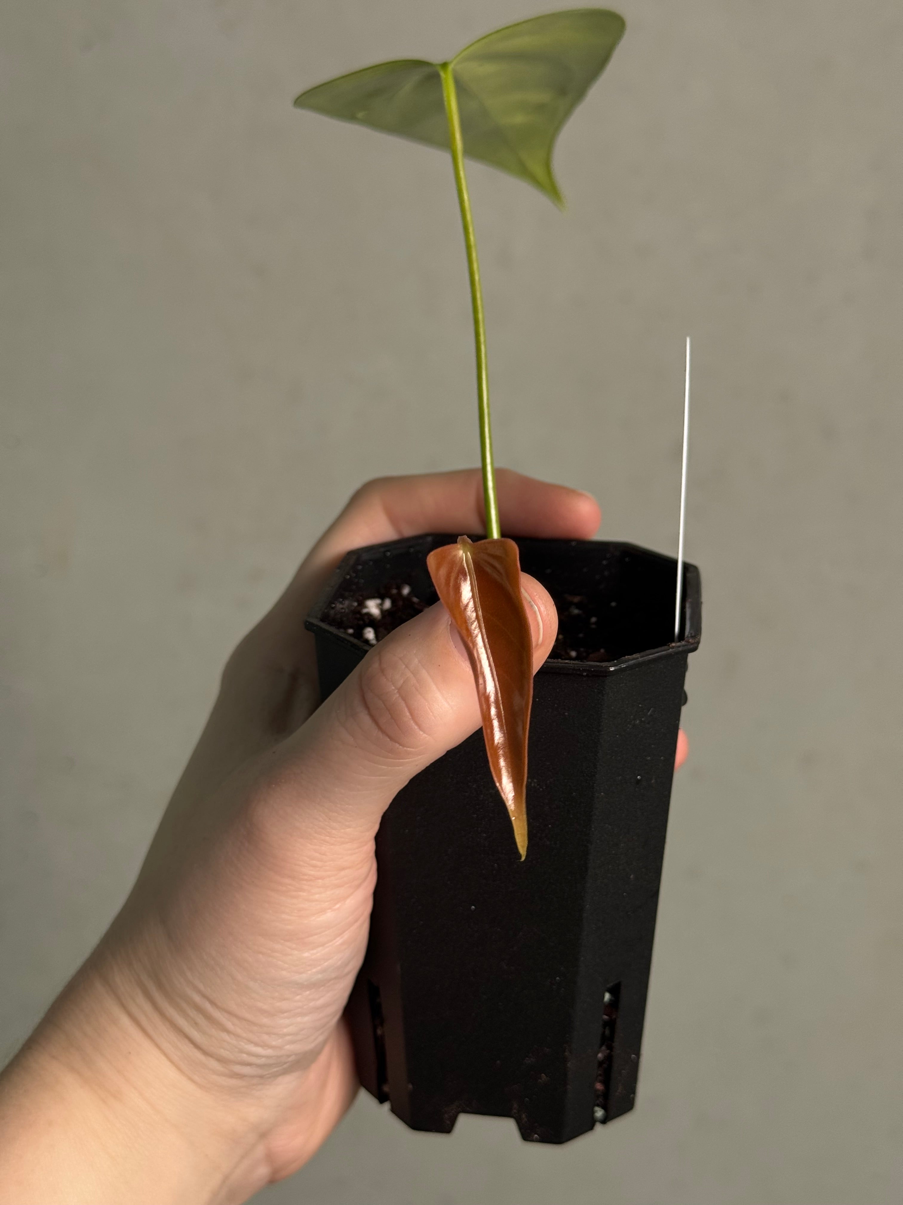 Anthurium Subsignatum - Clone - SMUKHI