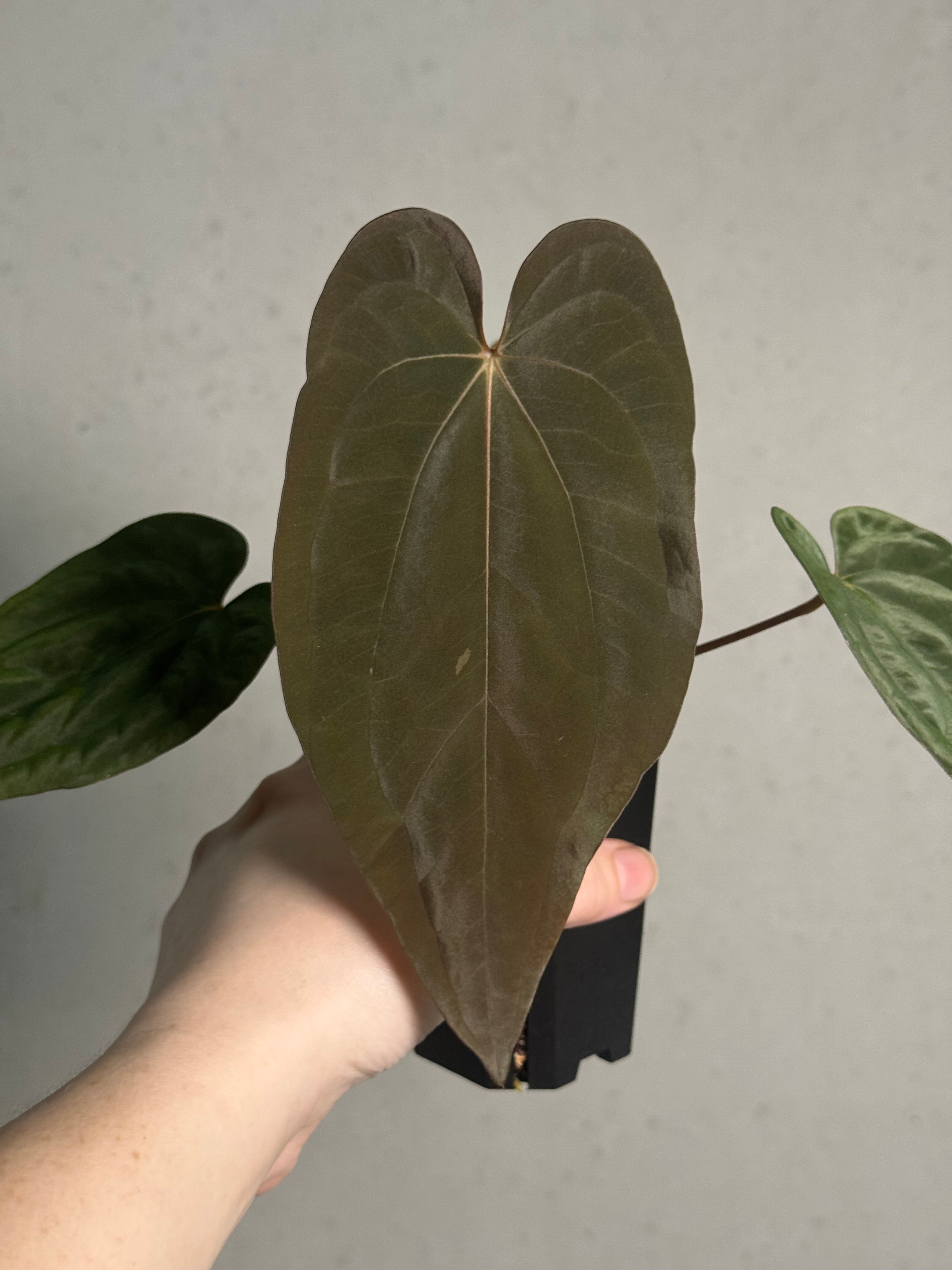 Anthurium Papillilaminum ‘WU1’ x Antolakii / BVEP 'Oliver' - Clone - SMUKHI