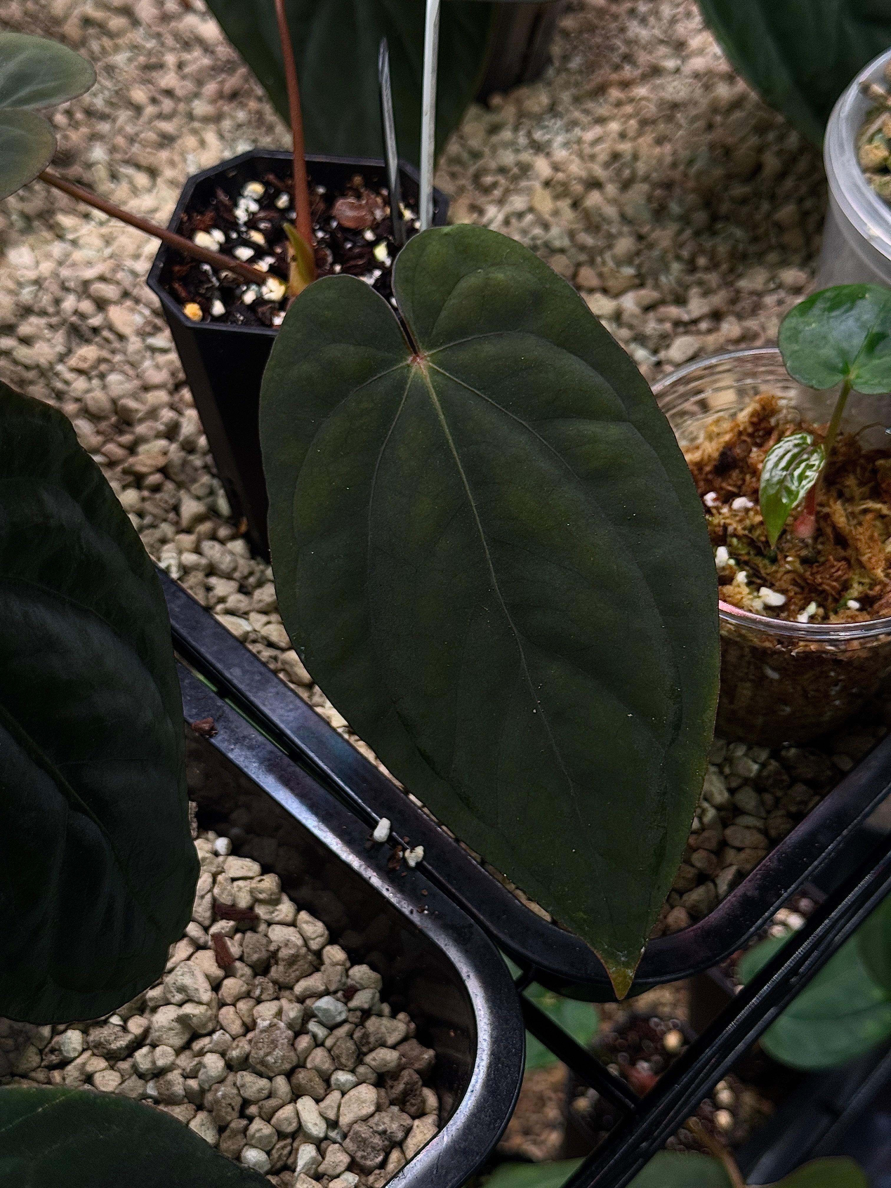 Private Collection NFS Anthurium Dressleri 'Windy' x BVEP plant with lush green leaves and vibrant spathes in a natural setting.