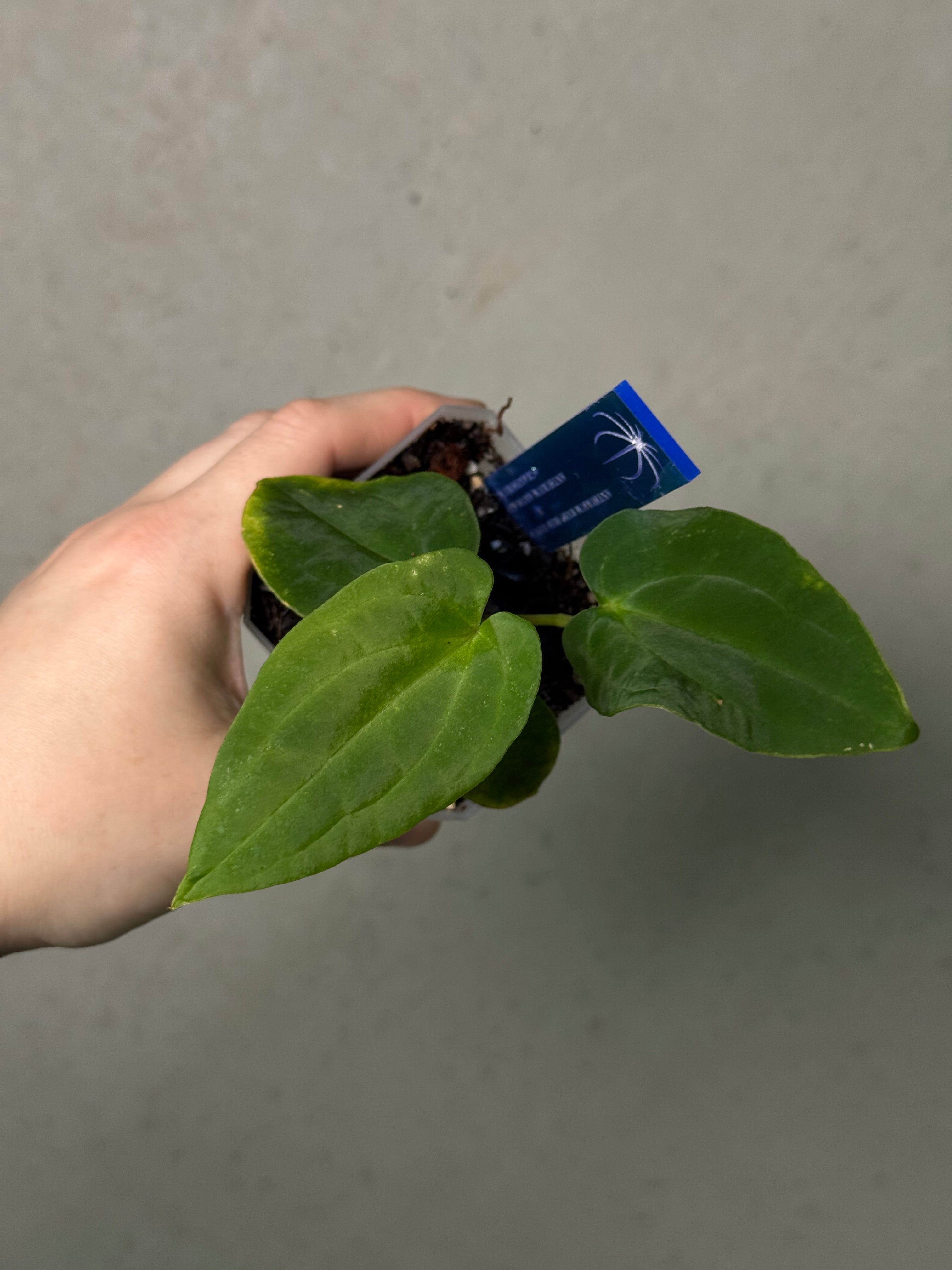 Anthurium Red Vein Dark Phoenix x BVEP RA1