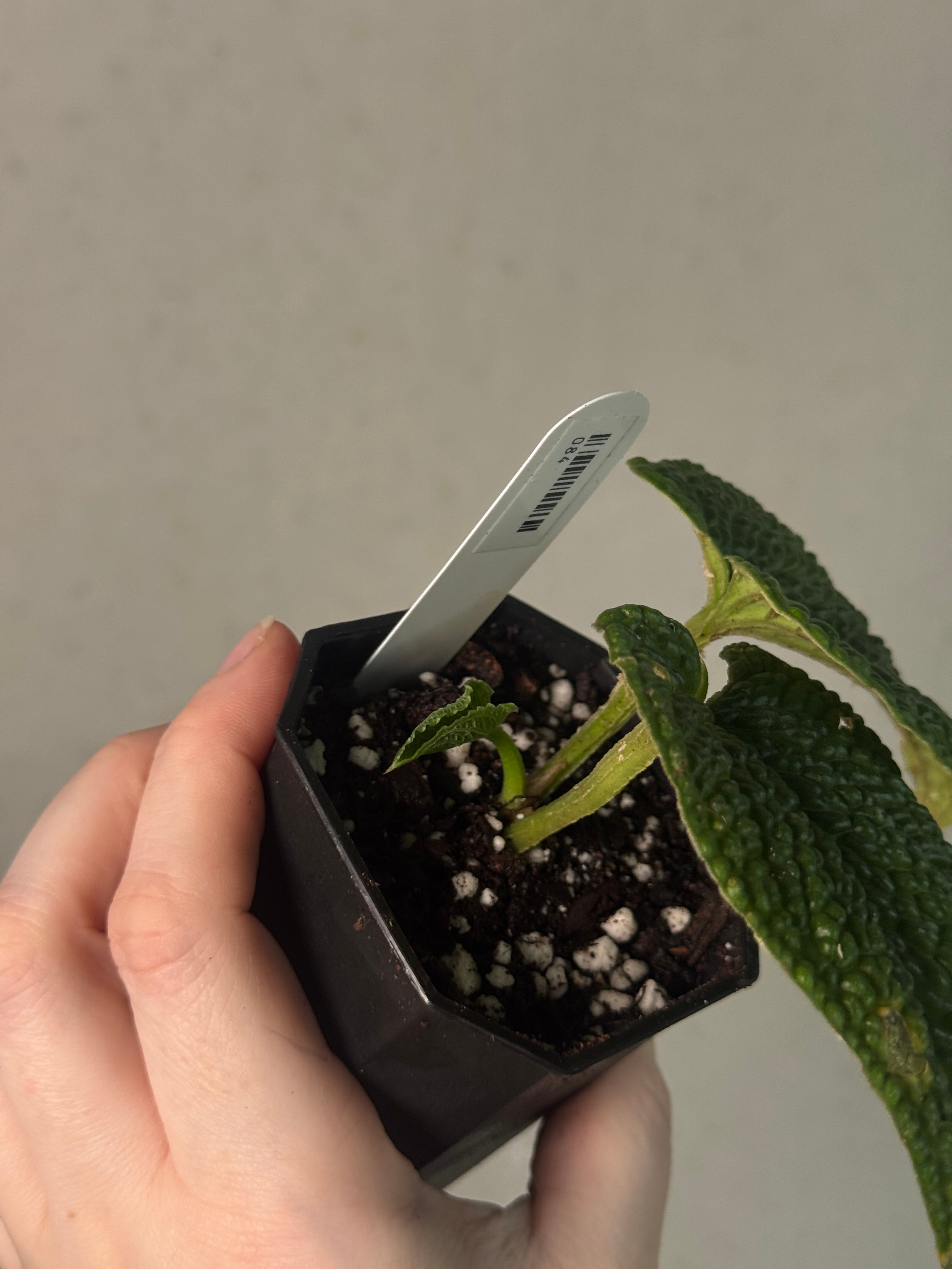 Anthurium Splendidum