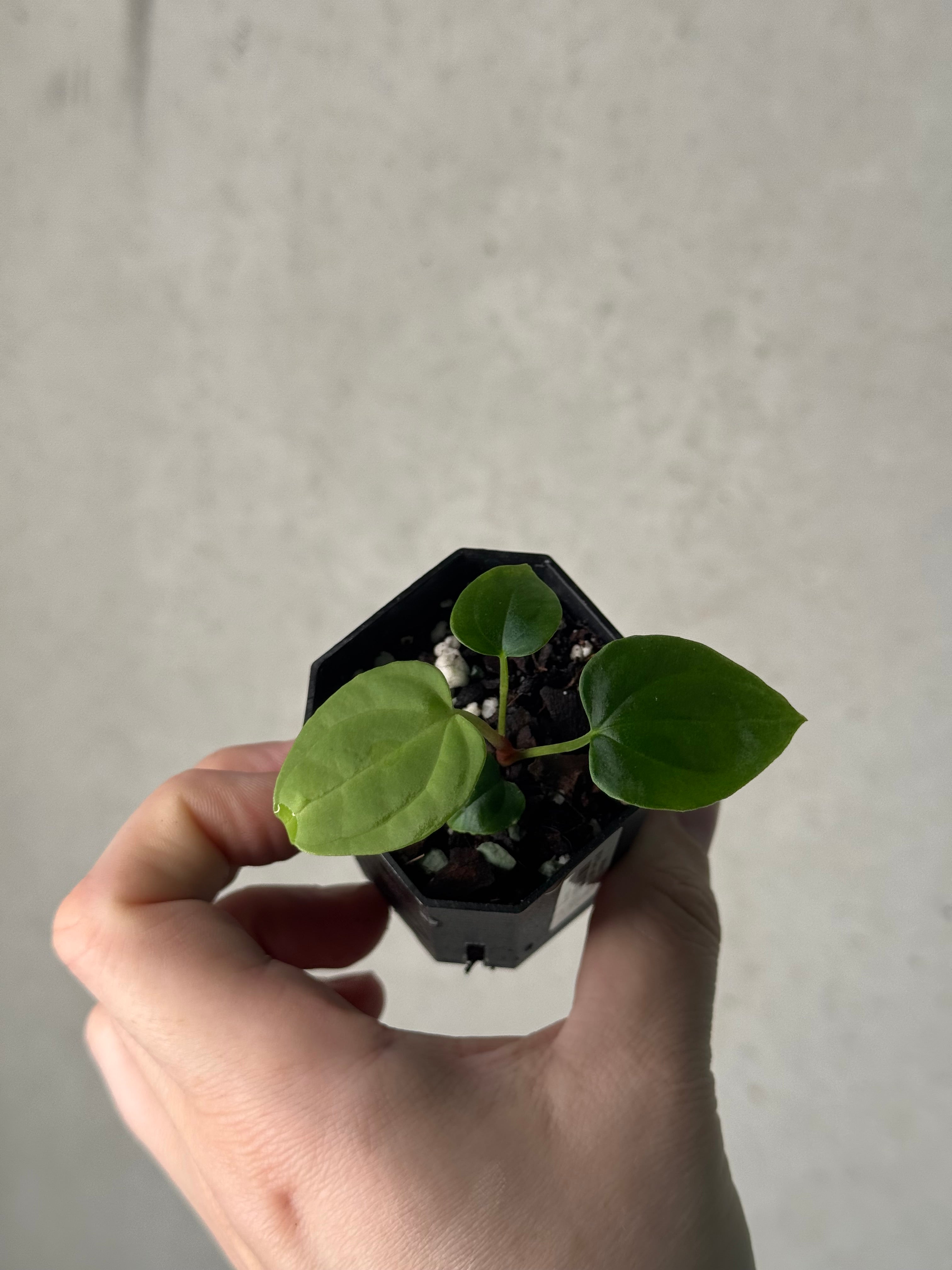 Anthurium BVEP ('Oliver' x self) x ('Round' x 'Felix')
