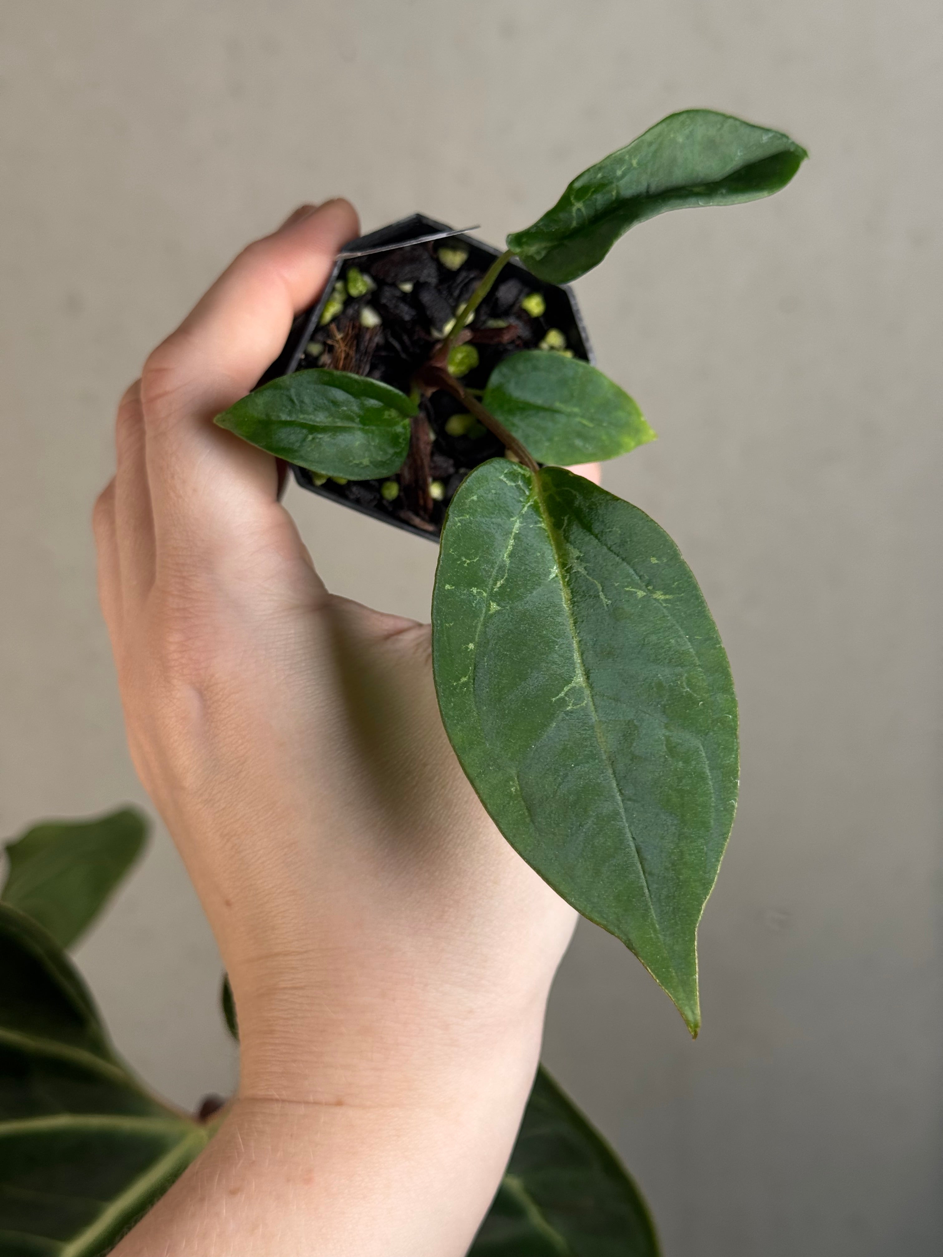 Anthurium (Black Widow x Red Velvet Cake) x (Dressleri RG x Carlablackiae 'Amanda')