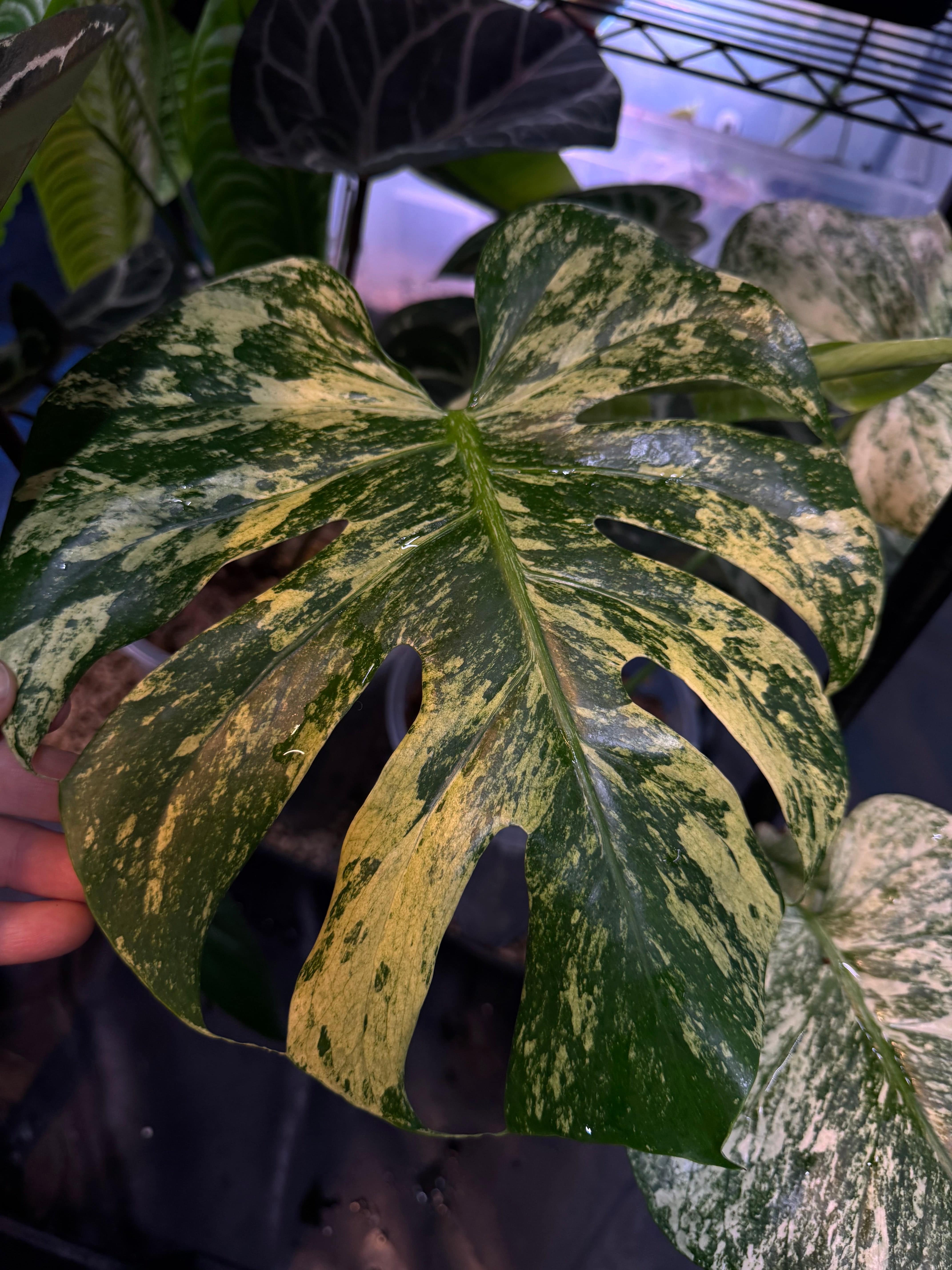 NFS: Monstera ‘White Monster’ - SMUKHI