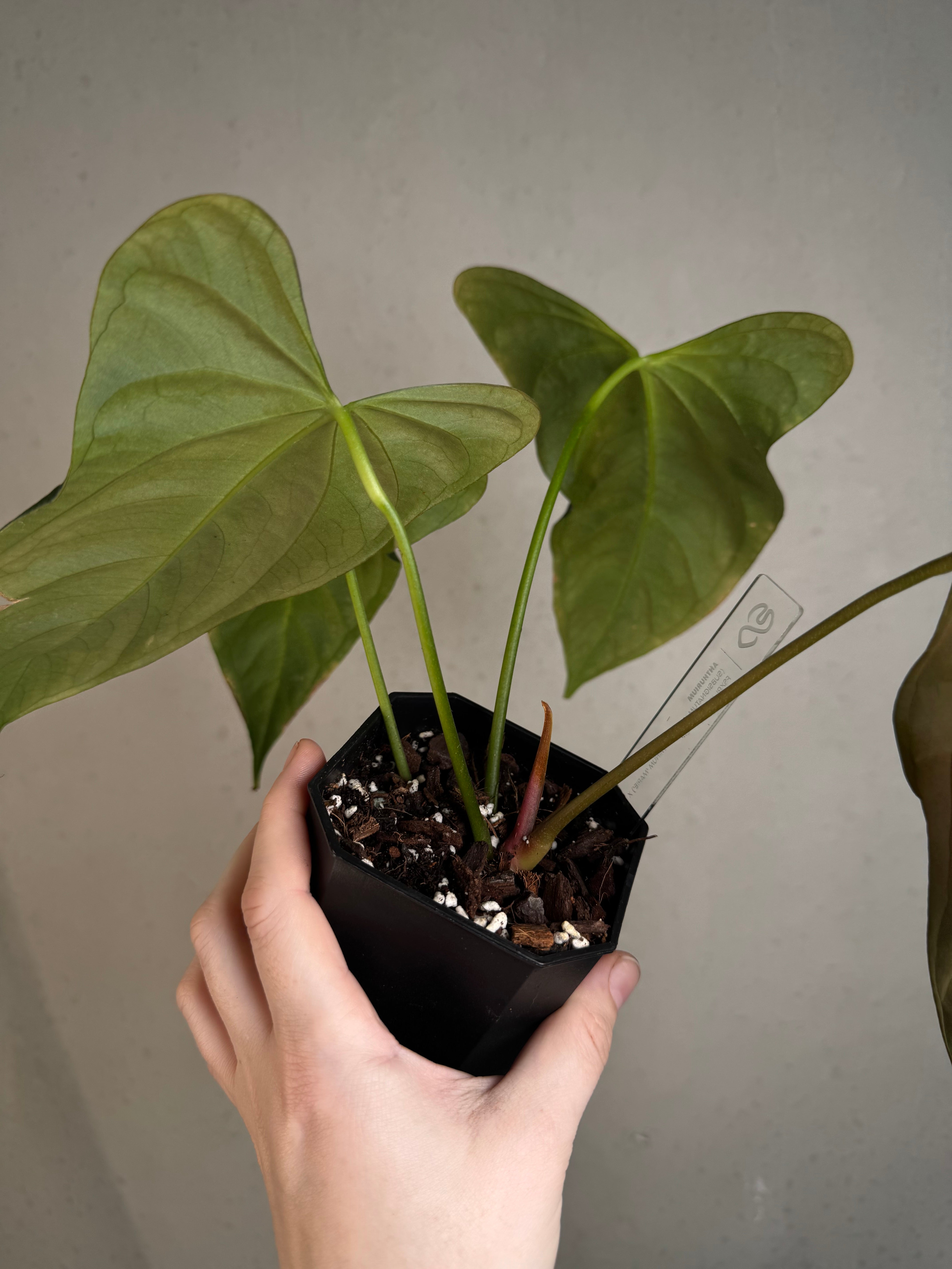 Anthurium (Subsignatum x Papillilaminum 'Marie') x FSxRL ‘Grim Reaper’
