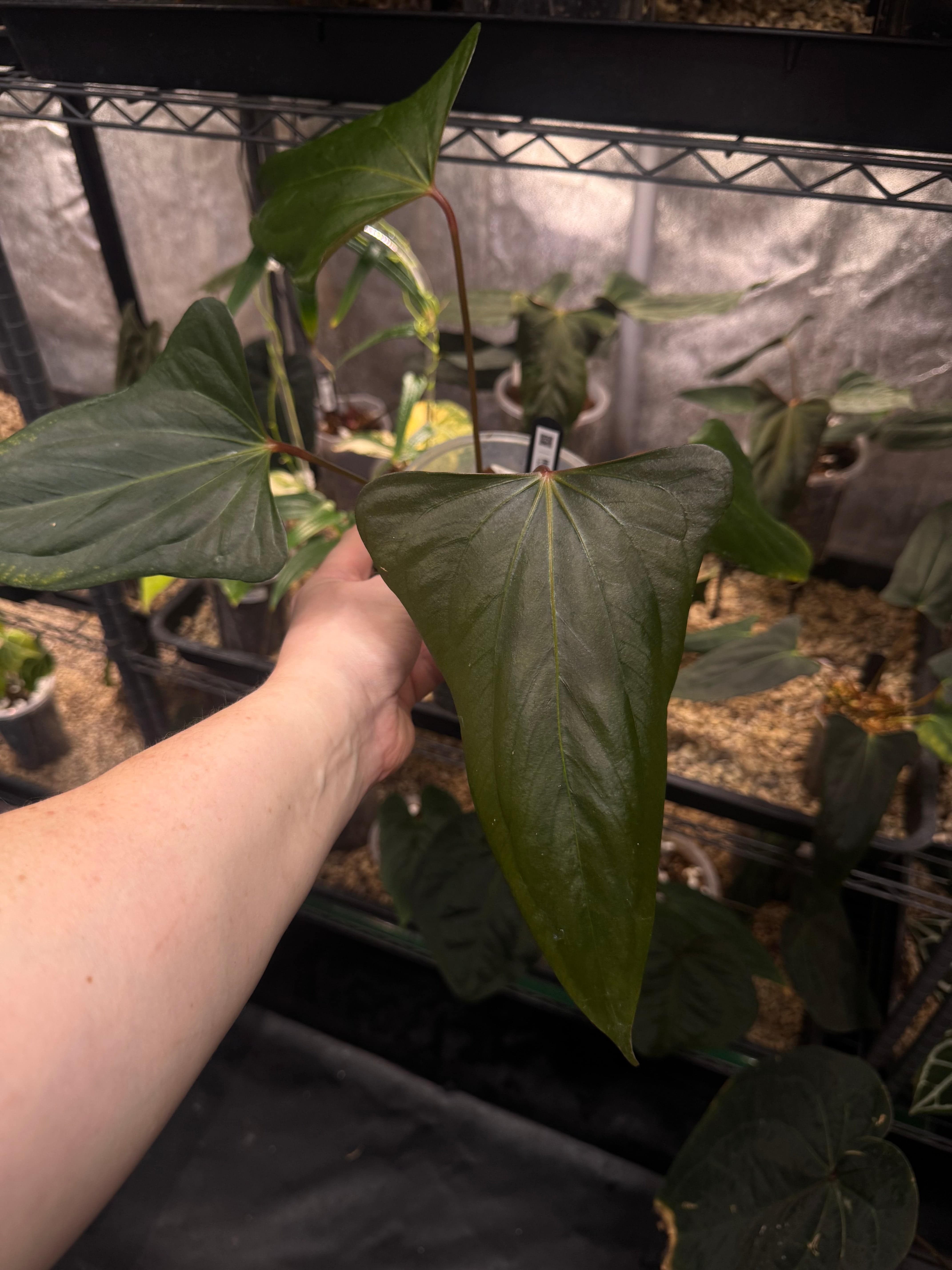 Anthurium ‘Black Sweet’ #2 - Clone - SMUKHI