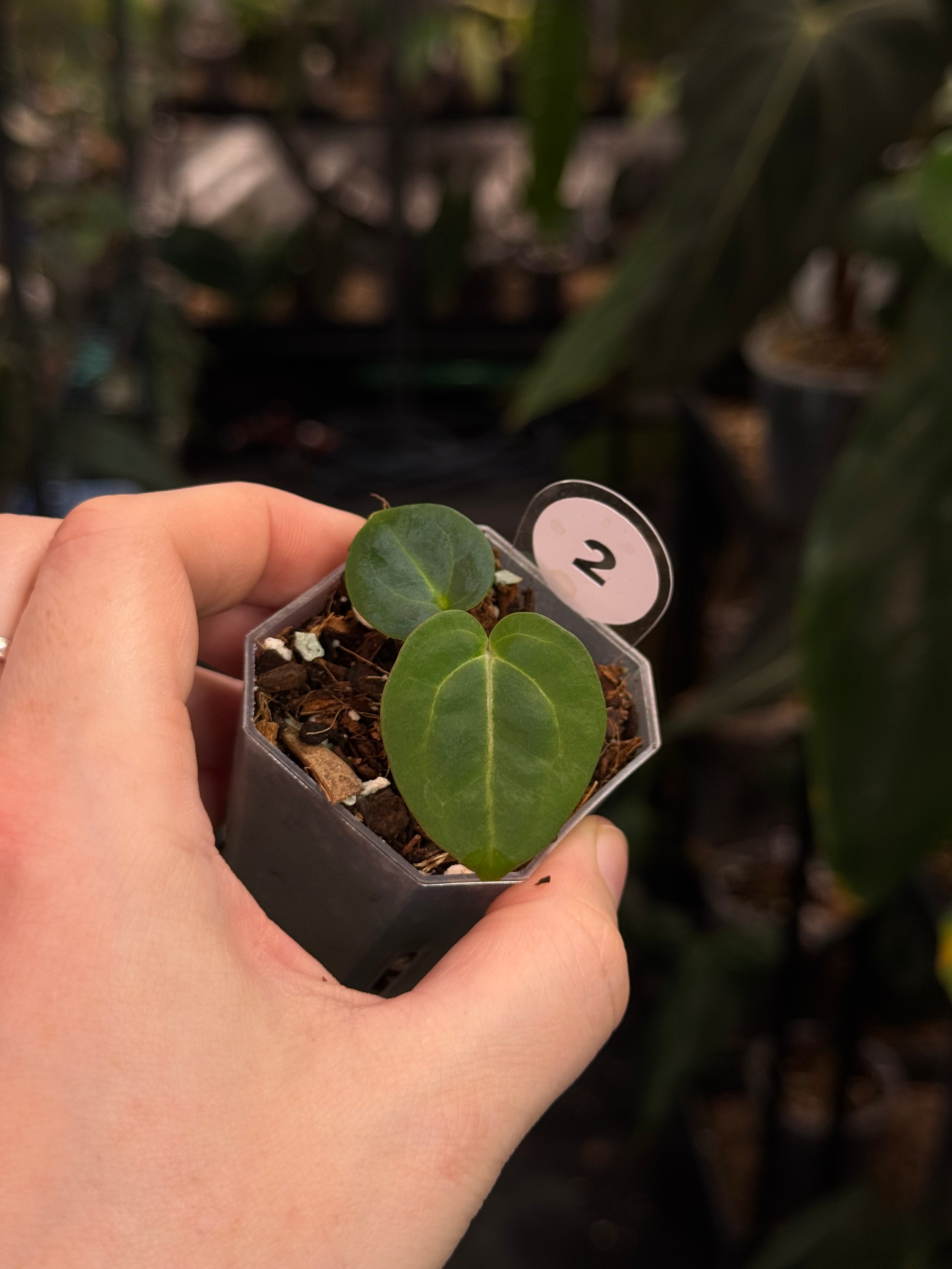 Anthurium Carlablackiae (RA5 x RA10) x self
