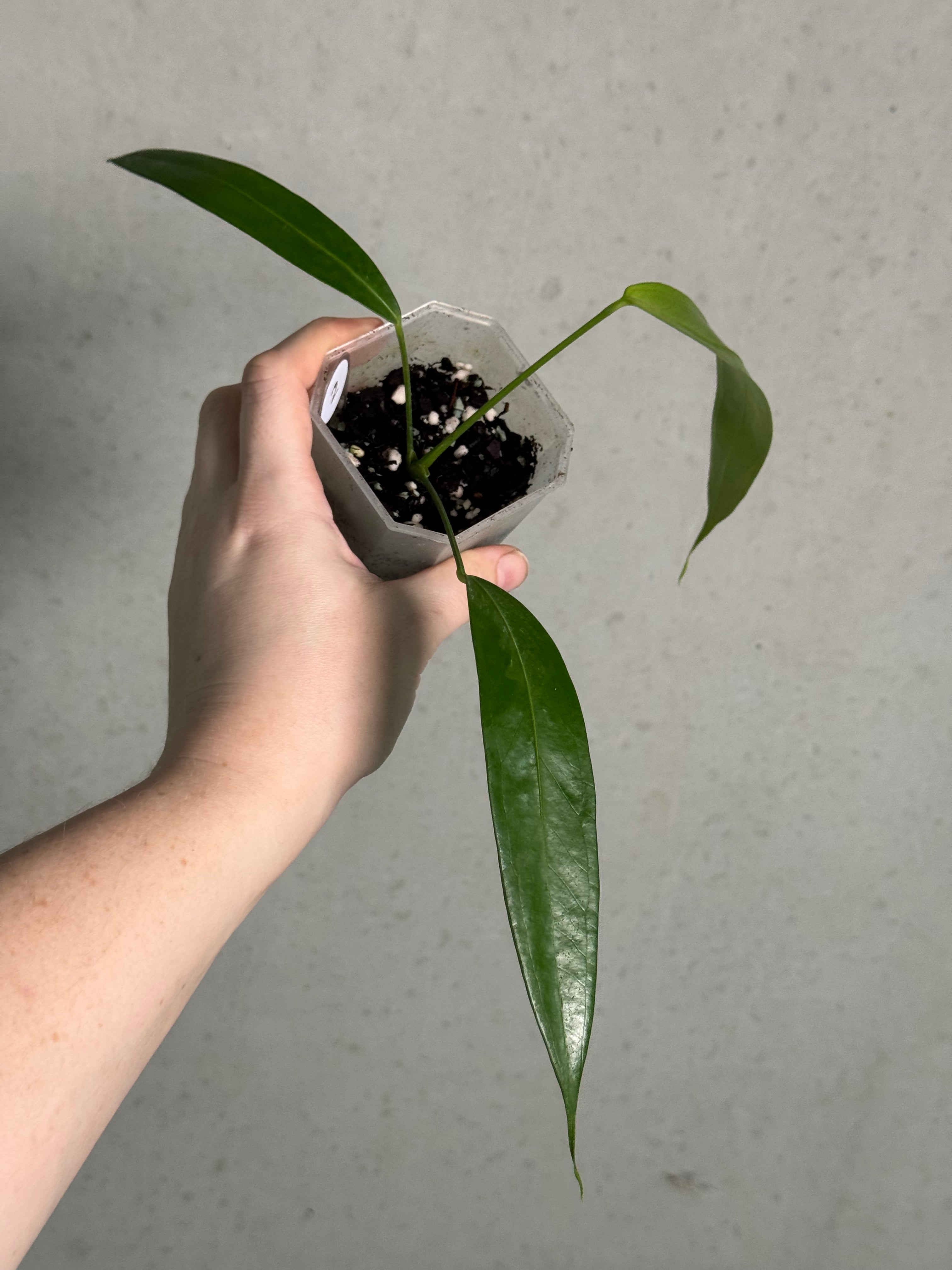 Anthurium Eminens S1 - SMUKHI