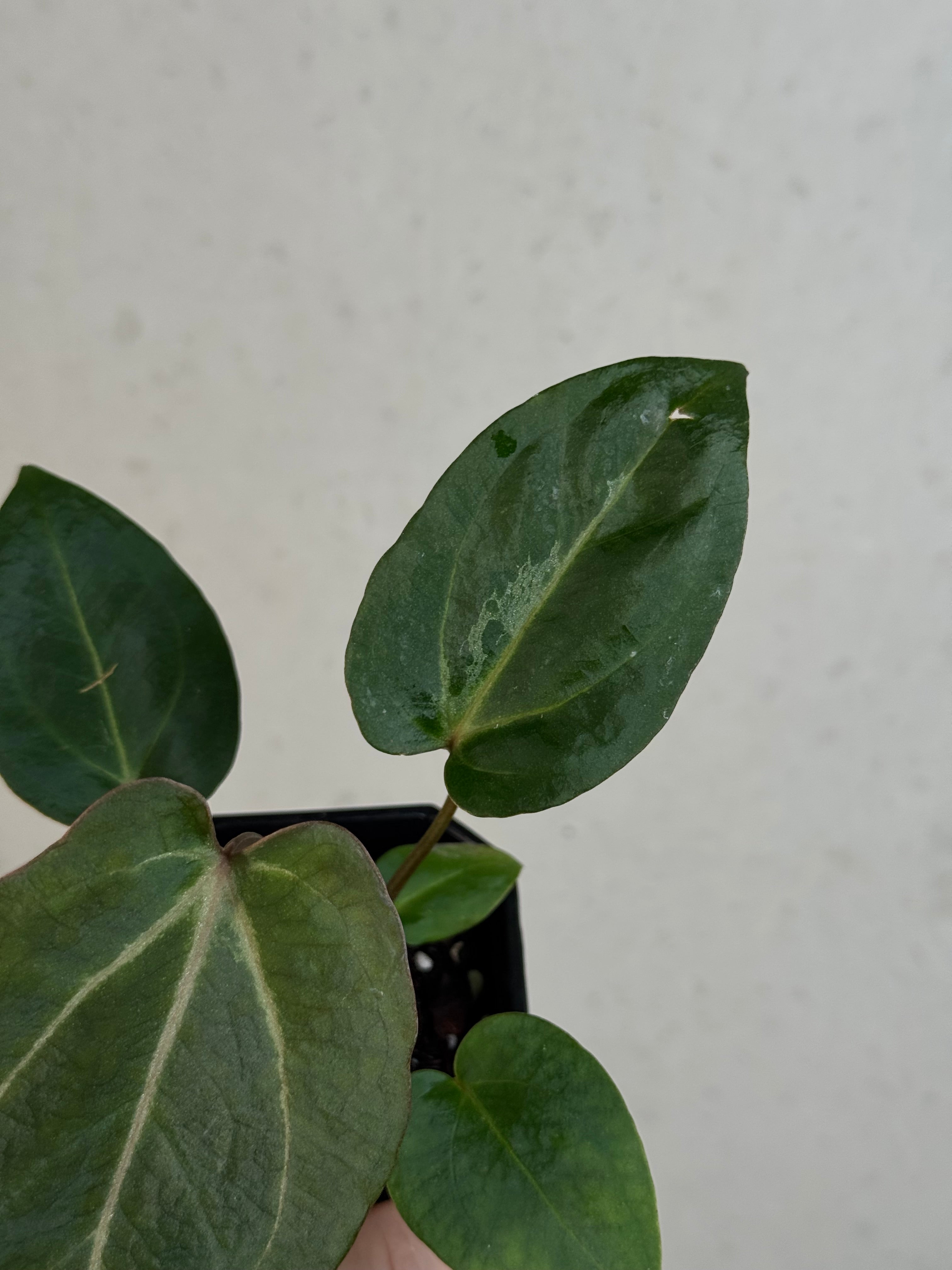 Anthurium Carlablackiae RA10 S1 x Dressleri ‘Obsidian’