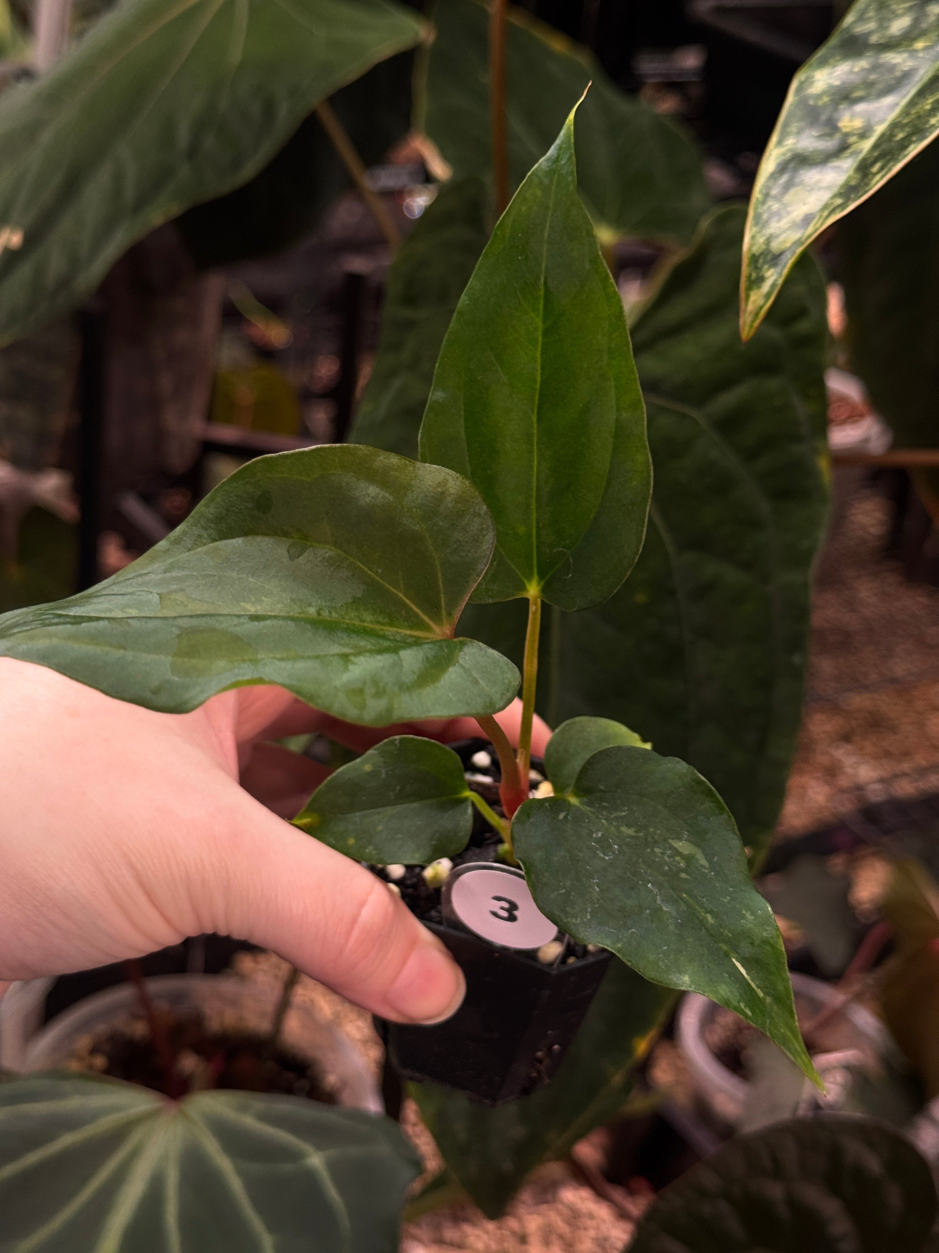 Anthurium Fort Sherman S1 x (Ralph Lynam x Fort Sherman) - SMUKHI
