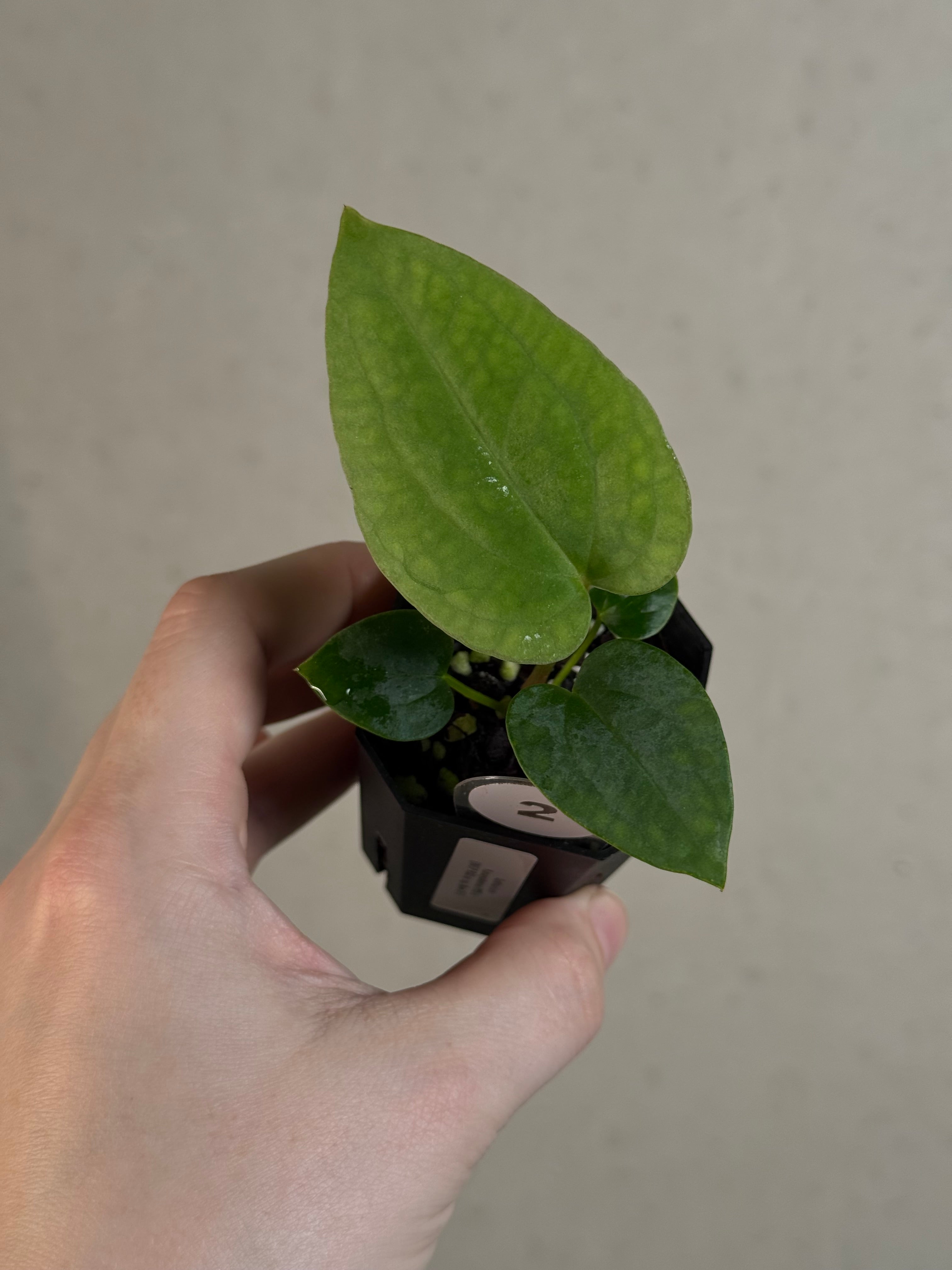 Anthurium Kunayalense PM5 x (BVEP RA1 or sp. Nov DF)