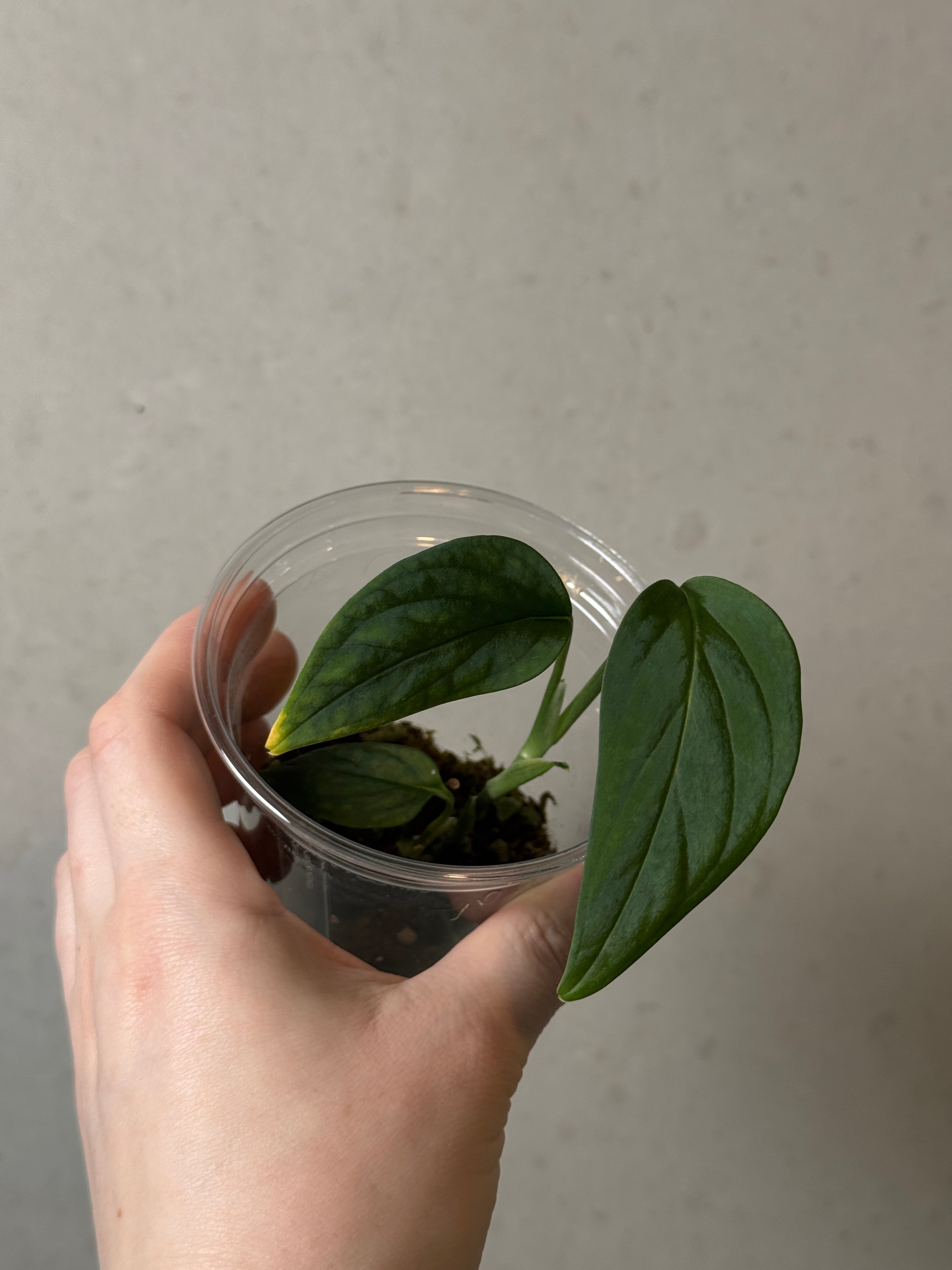 Monstera sp. 'Black Velvet' - Cutting