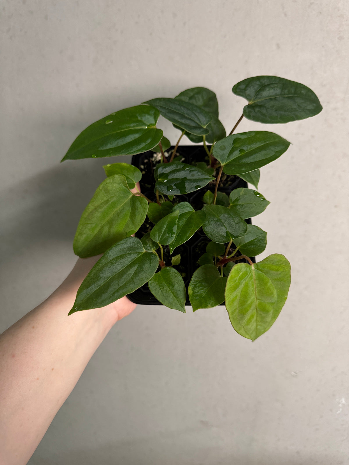 Variegated Stingray Anthurium ‘Eyewall’ x RLxFS plant with lush green leaves and striking variegation, healthy and vibrant.