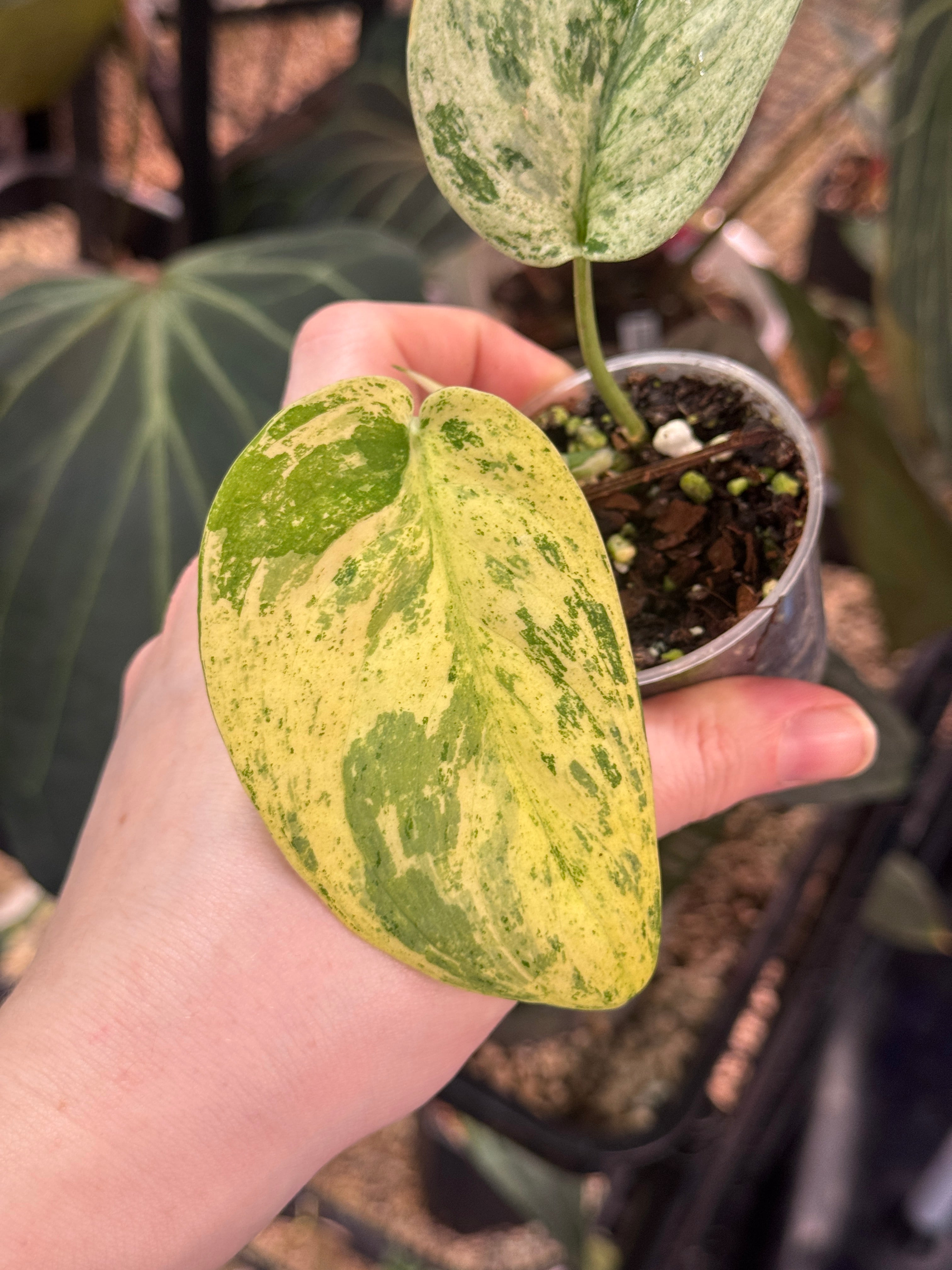 Scindapsus Jade Satin Marble Queen - SMUKHI
