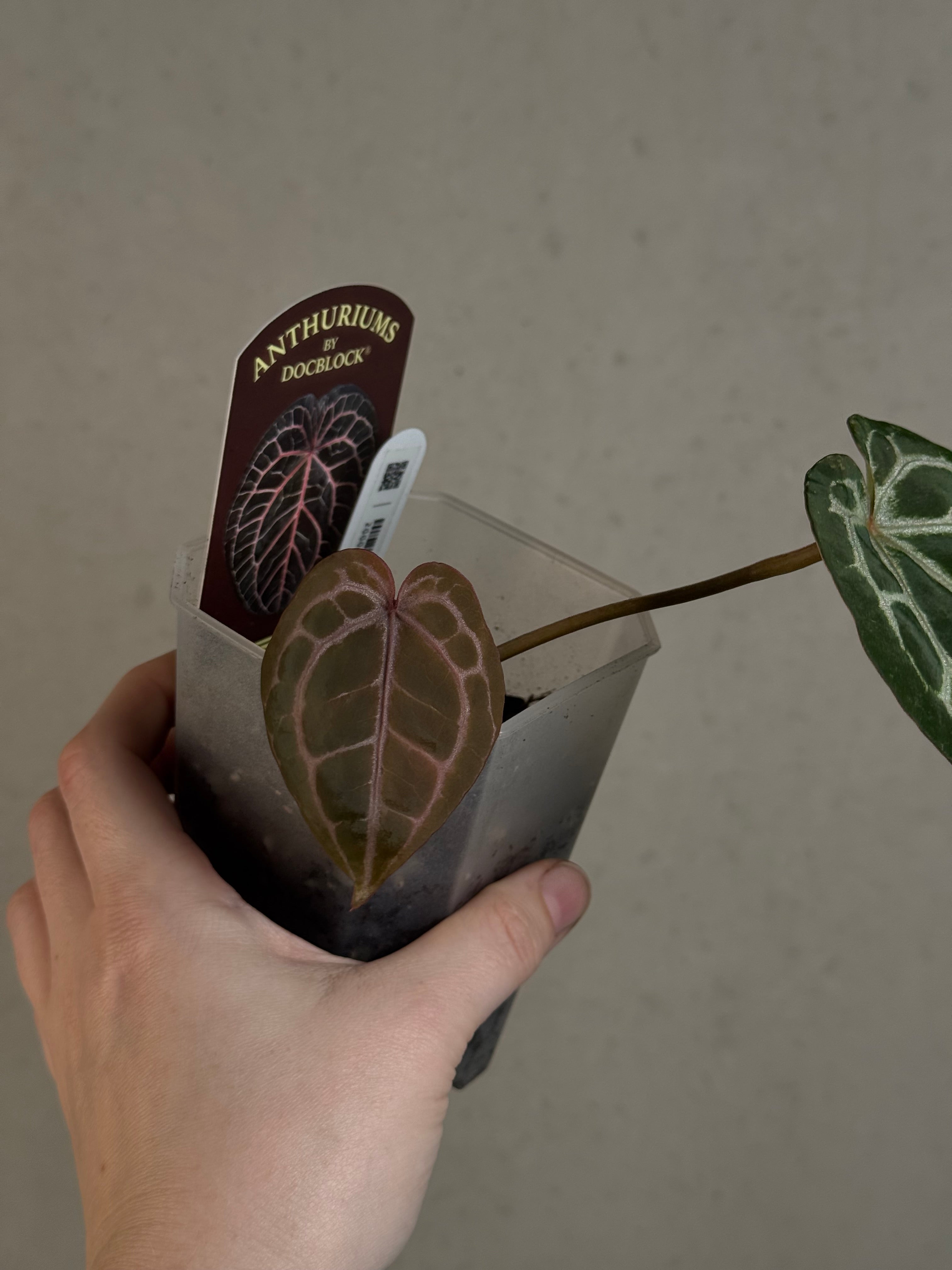 B-Grade/Sad Plants - Various Plants