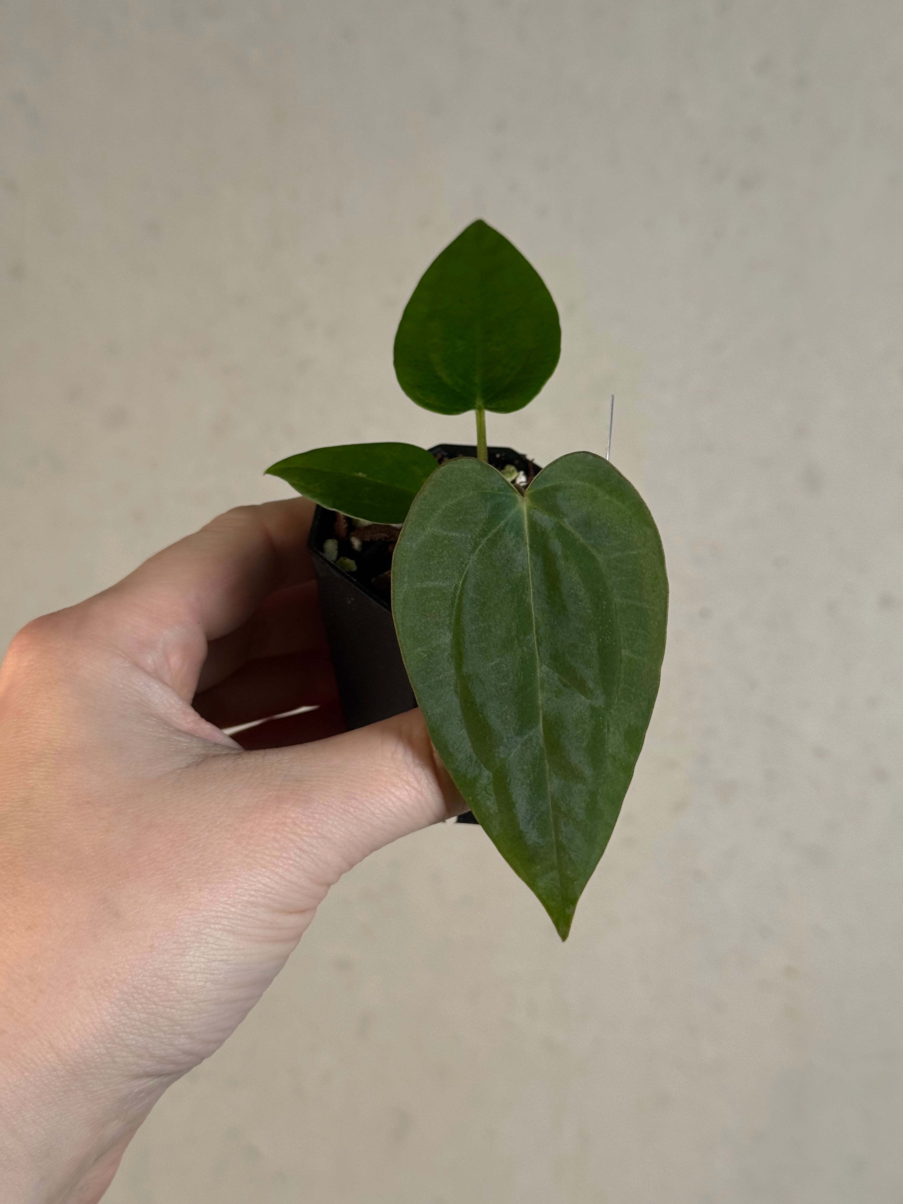 Anthurium (Black Widow x Red Velvet Cake) x (Dressleri RG x Carlablackiae 'Amanda')