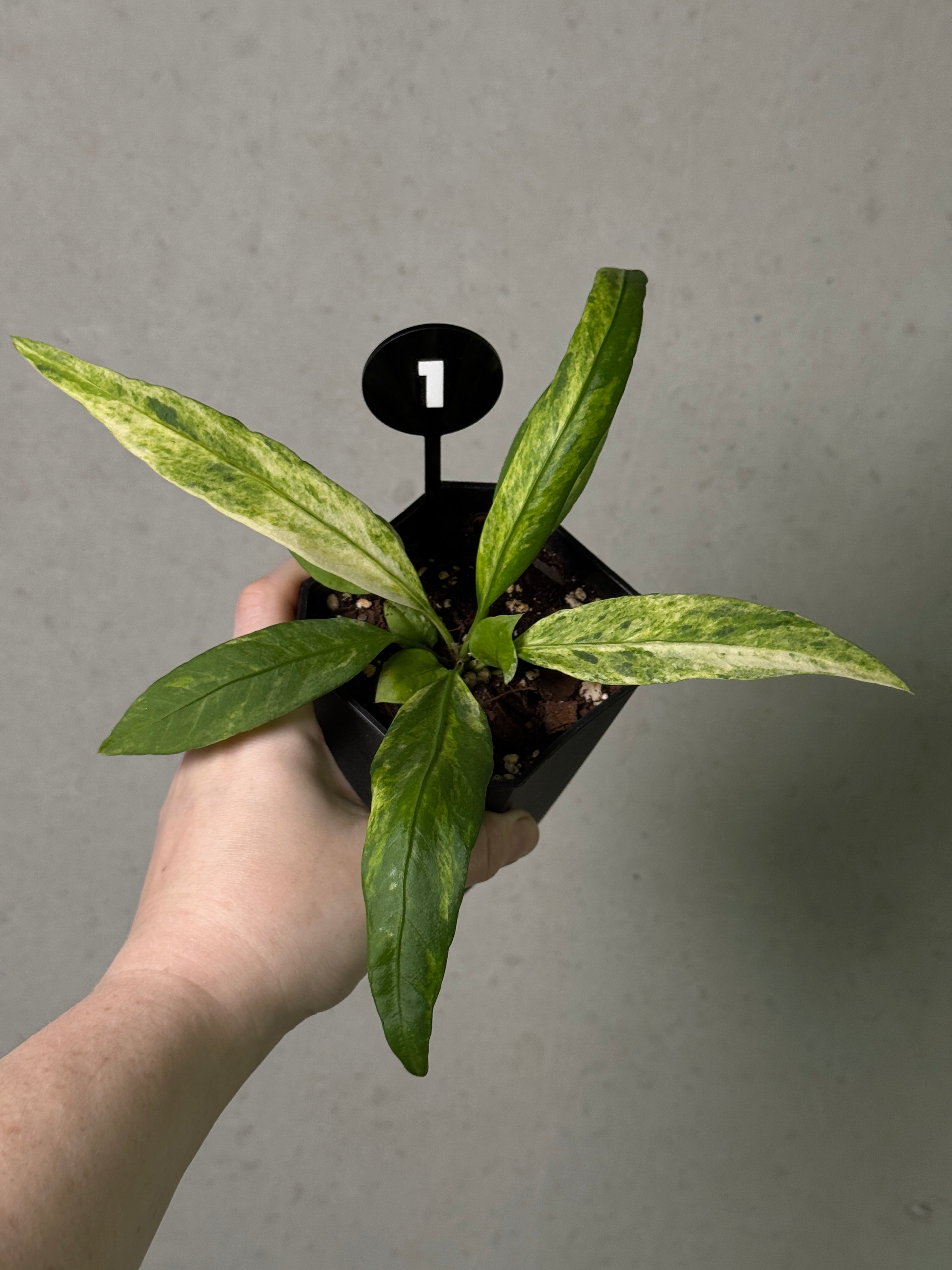 Anthurium Vittarifolium Variegata