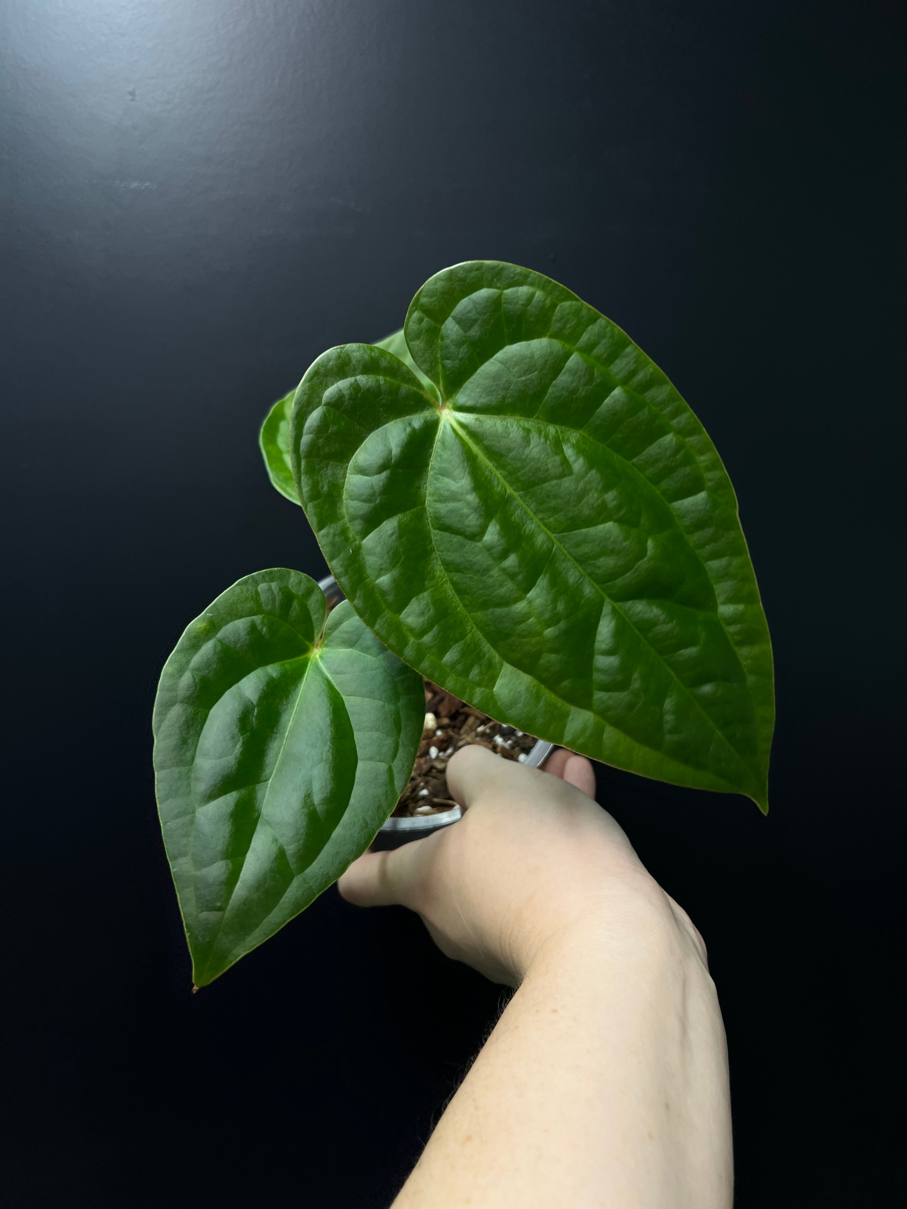 Anthurium Crystallinum x Luxurians