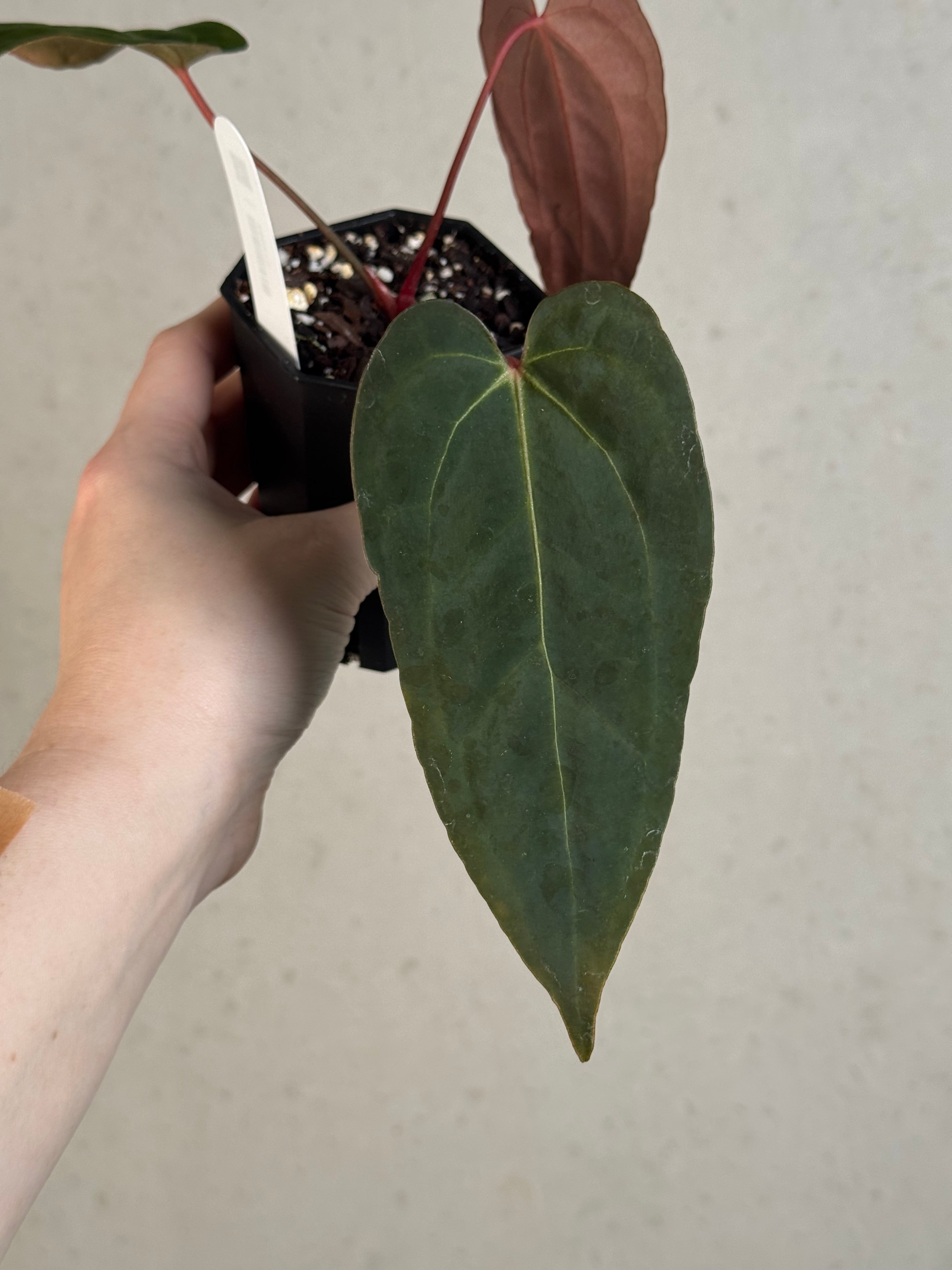 Anthurium Blue Papillilaminum x self - Clone