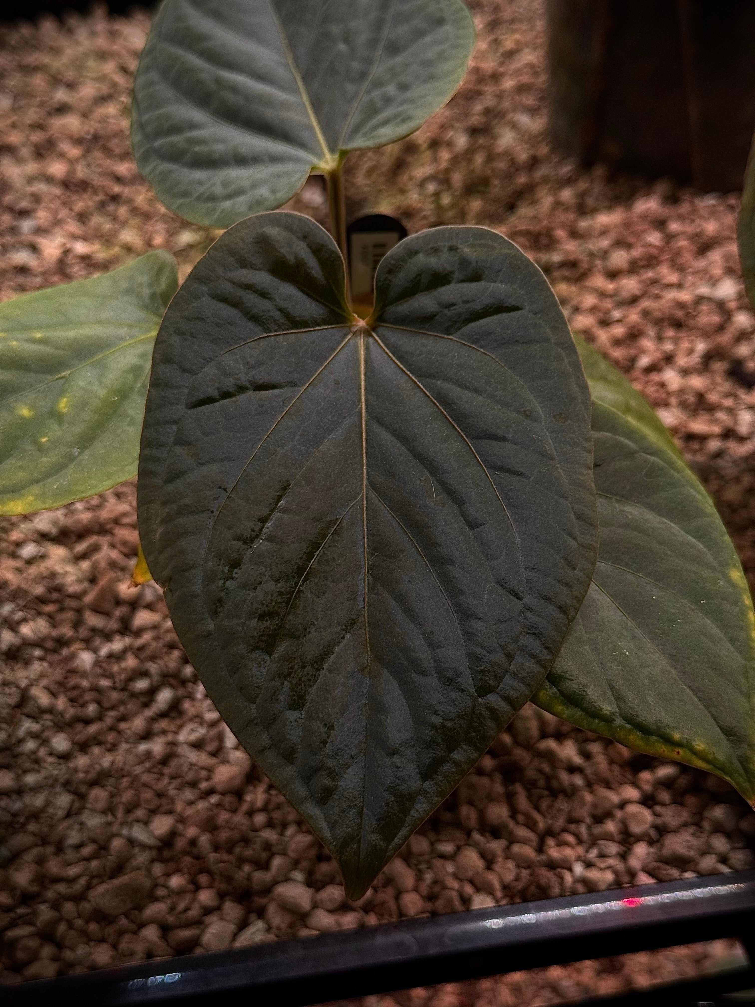 NFS: Anthurium Kunayalense PM5 x PM3