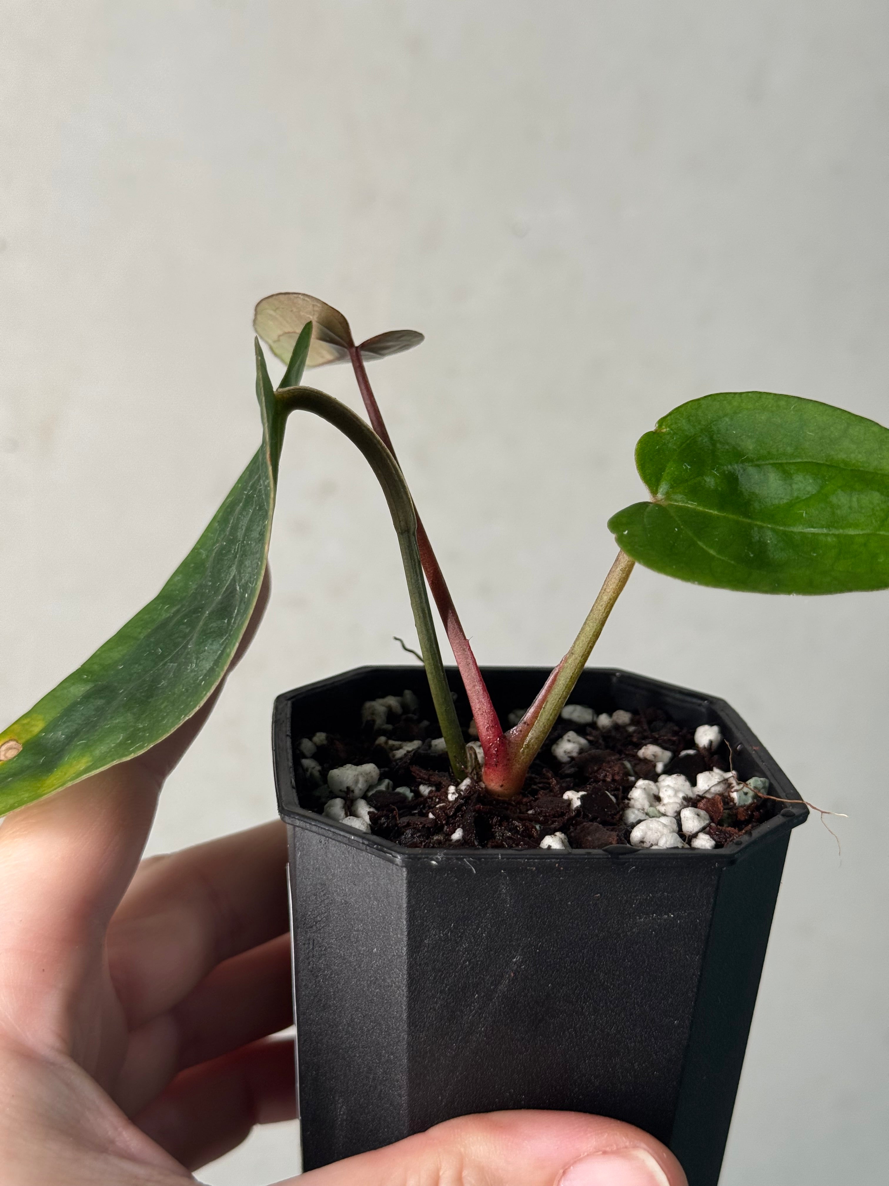 Anthurium Ace Of Spades Dark Form F1 (SKG)