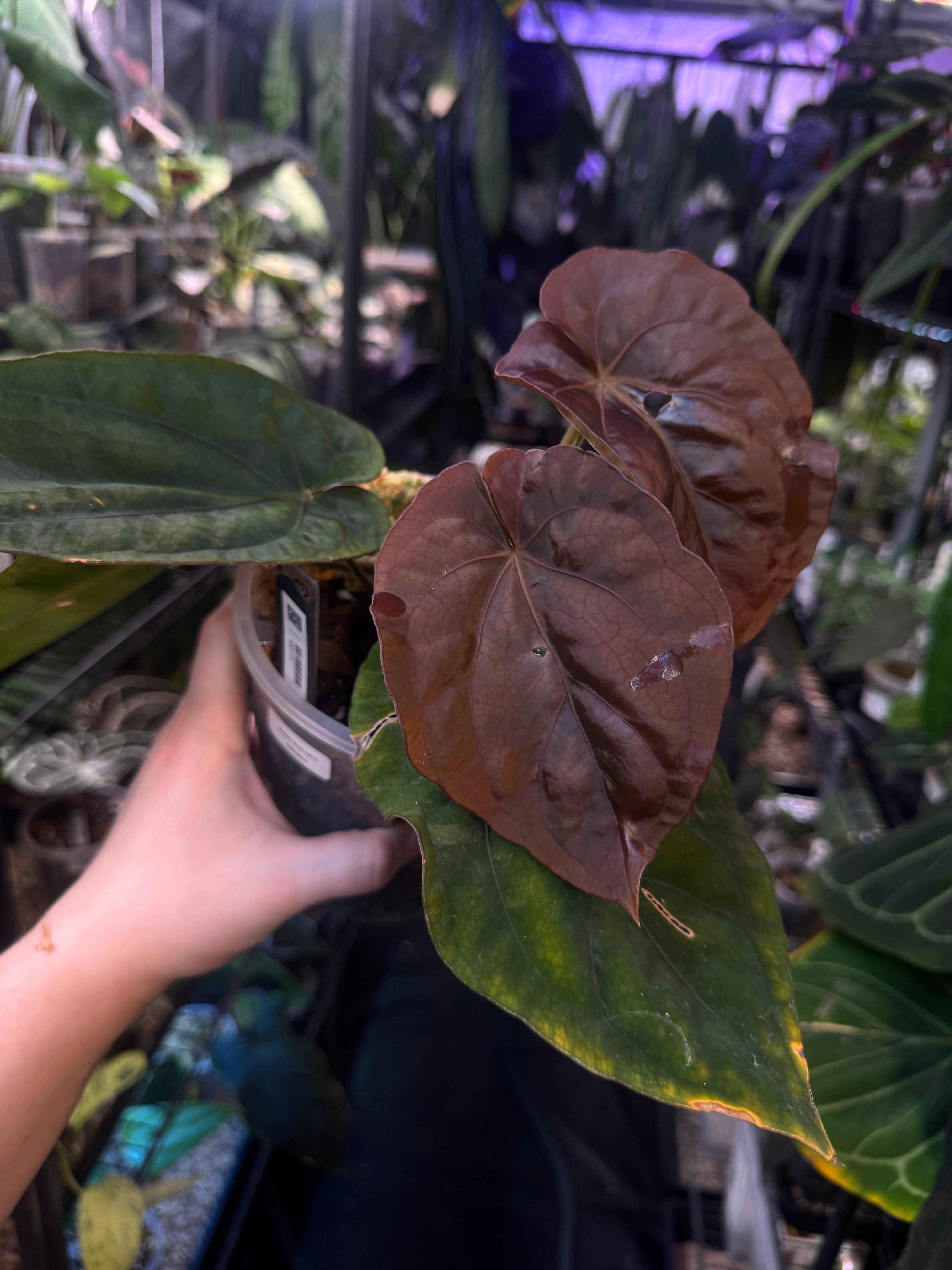 Anthurium Dressleri ‘Windy’ x RG F2 - Clone - SMUKHI