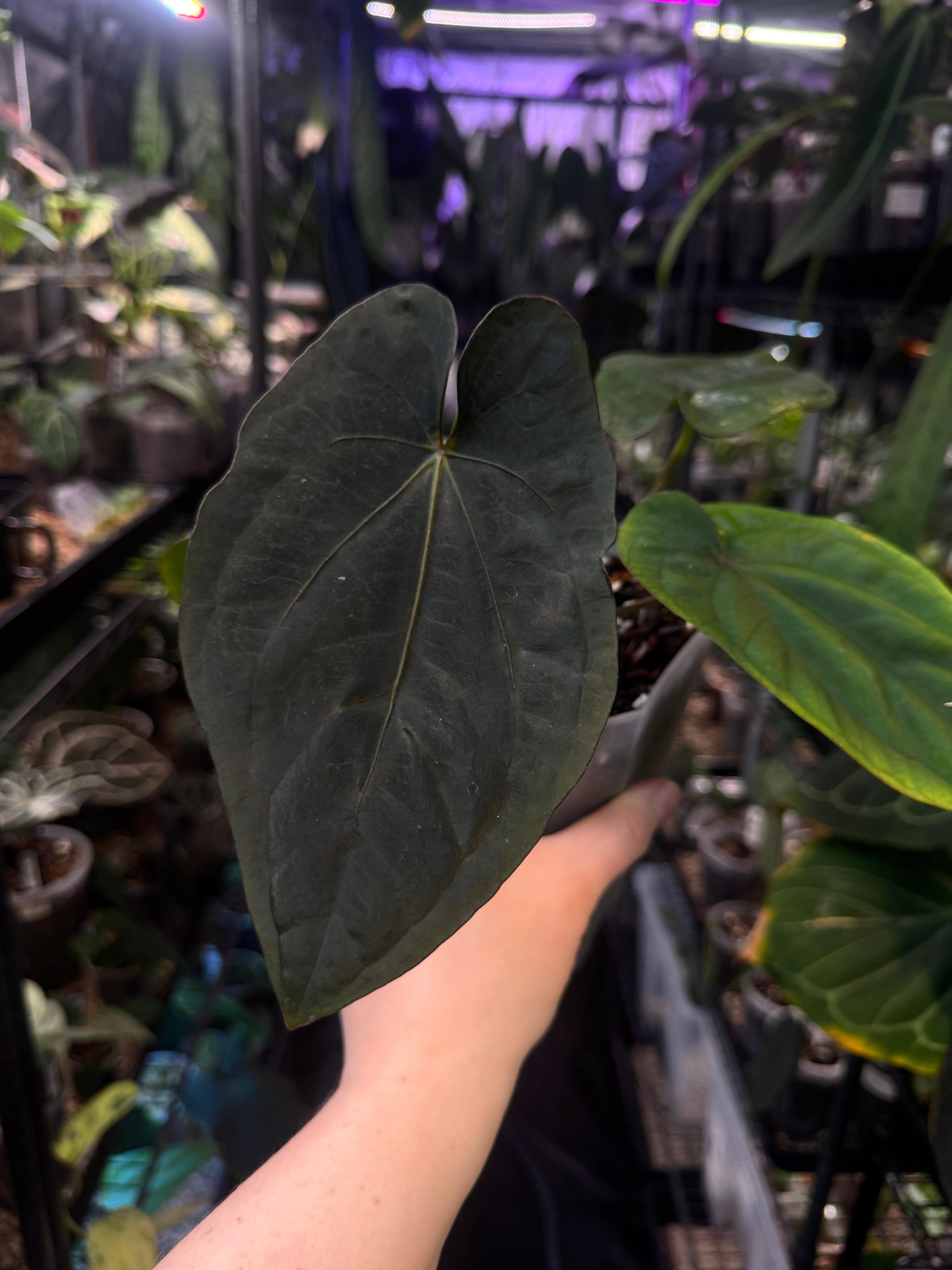 NFS: Anthurium Dressleri Black x RG#2 - SMUKHI