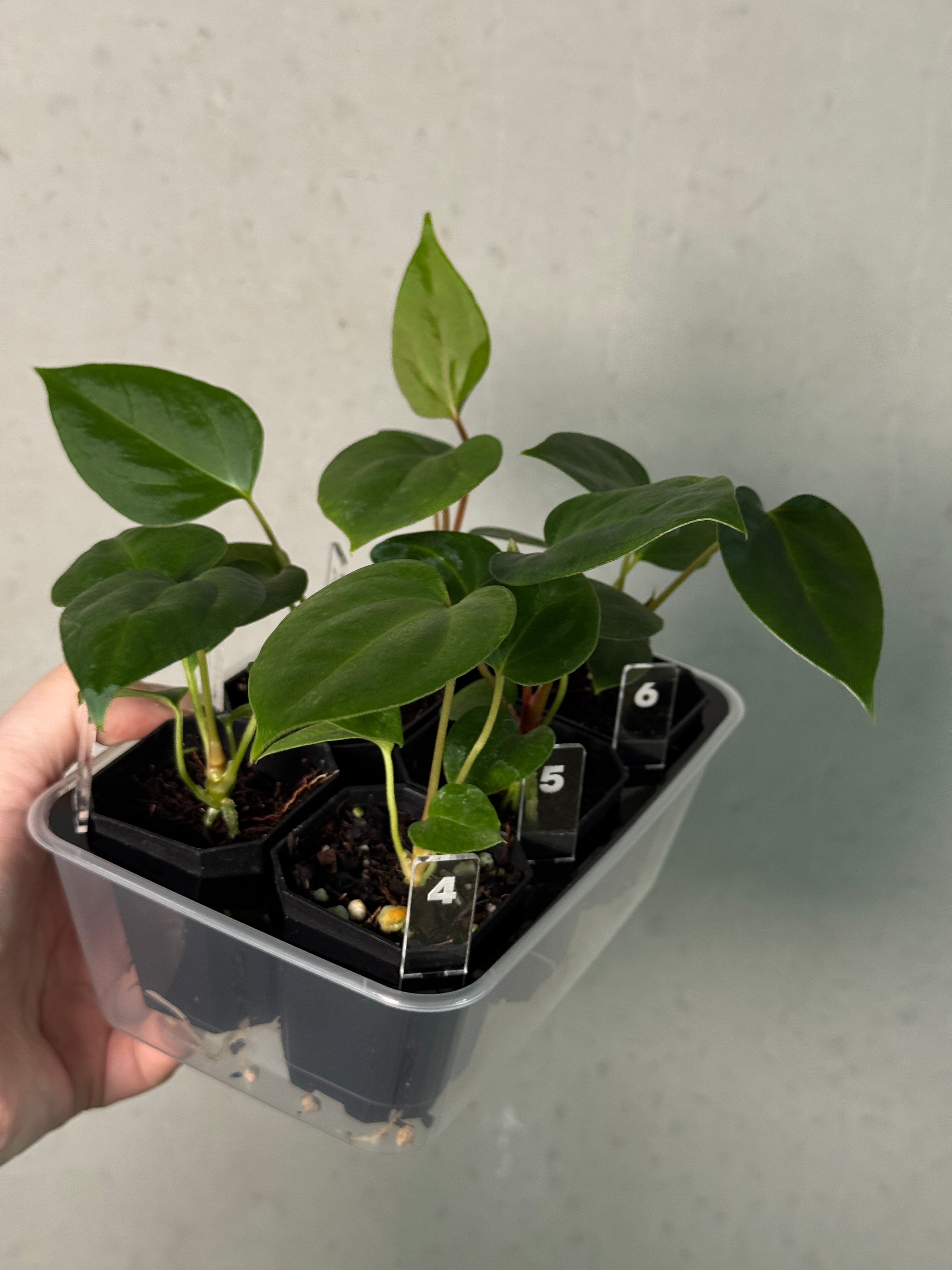 Anthurium (Papillilaminum 'Marie' x 'IL') x Indo Portillae or self