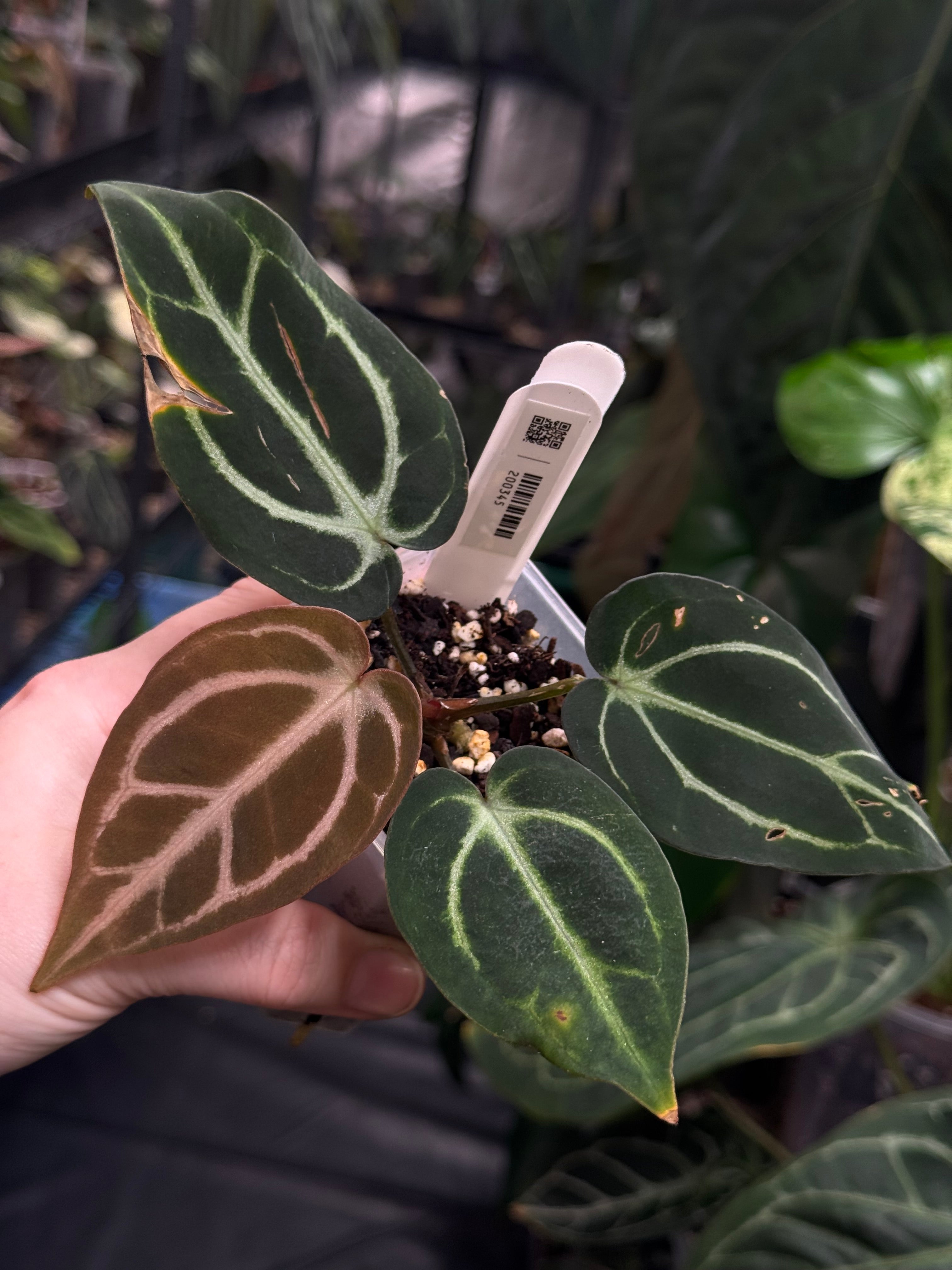 Anthurium Carlablackiae (RA5 x RA10) x self