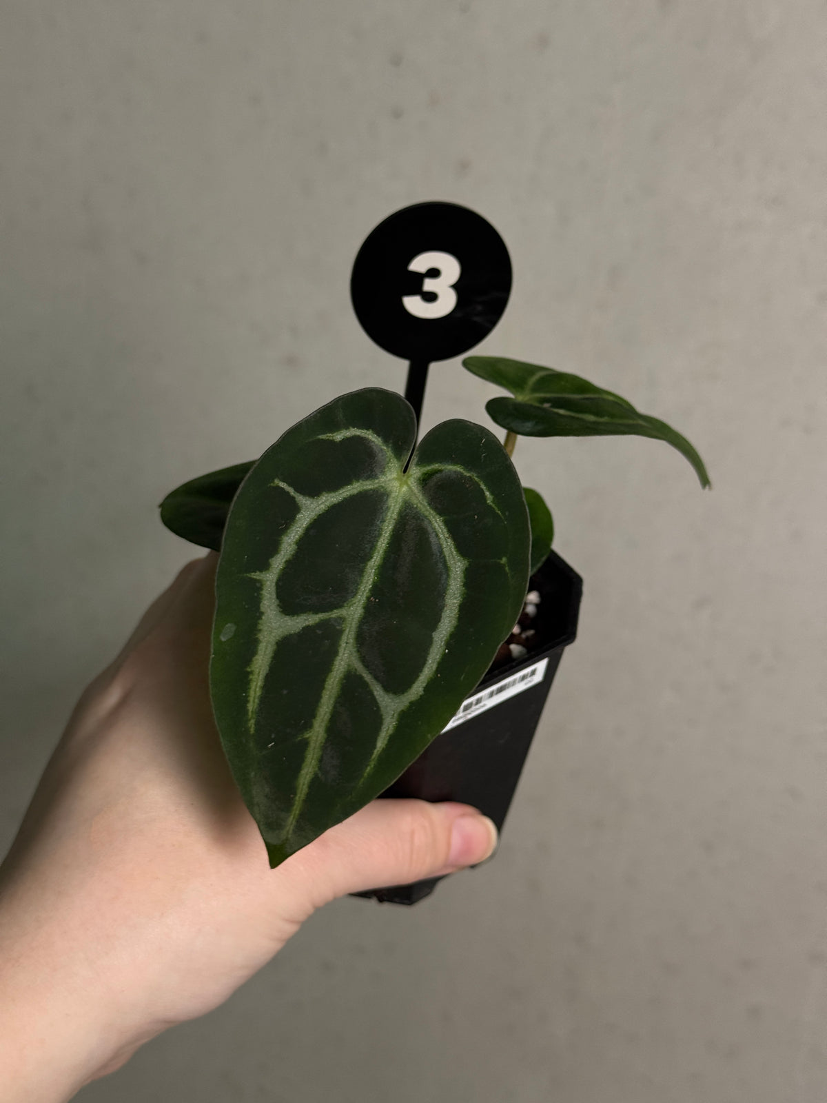 Crystallinaminum Anthurium Carlablackiae ex WU x RA10 plant with dark green and black foliage, vibrant spathes and glossy leaves.