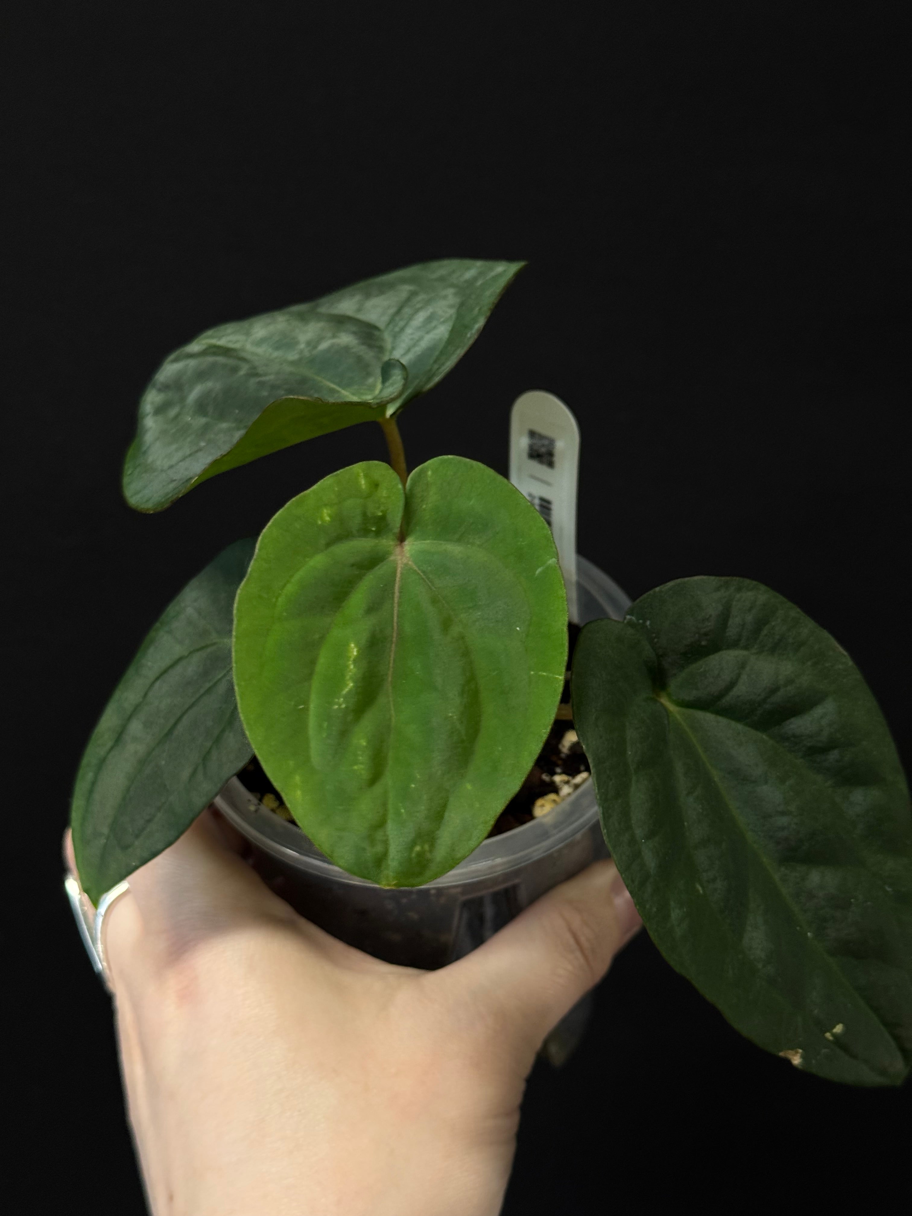 Anthurium (Dressleri RG F2 x Carlablackiae 'Amanda') x (Dressleri 'Oliver' x BVEP 'Felix')