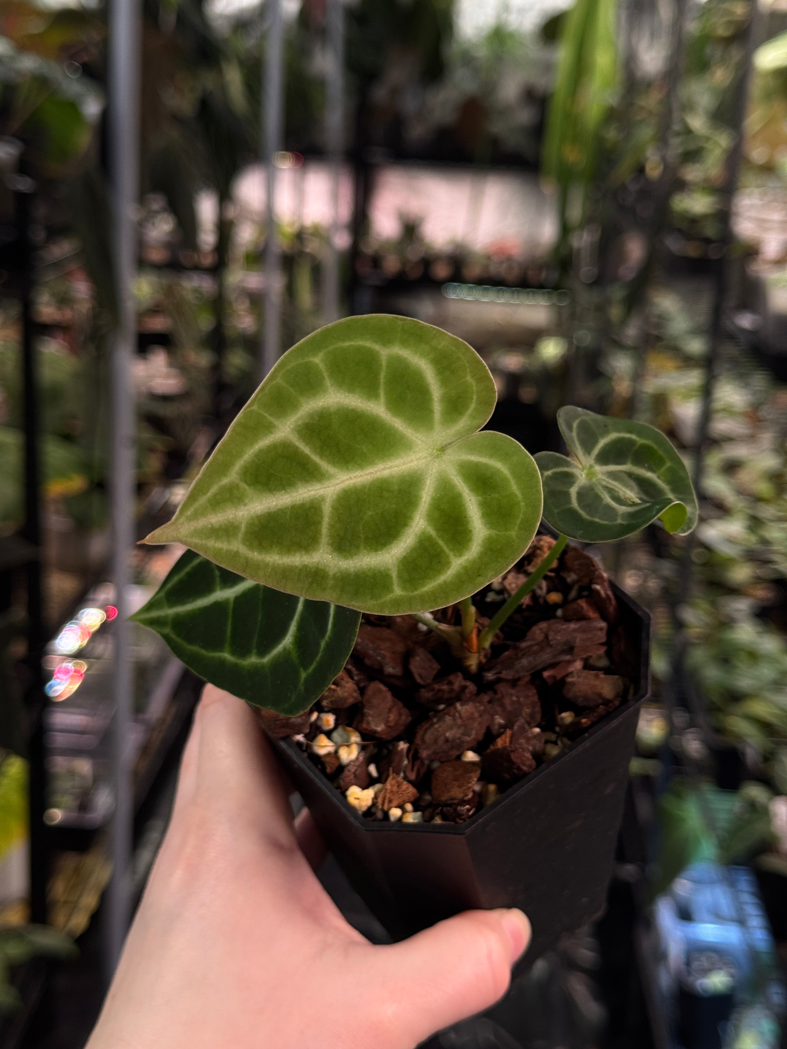 Anthurium King Clarinervium ‘Sulanjana’