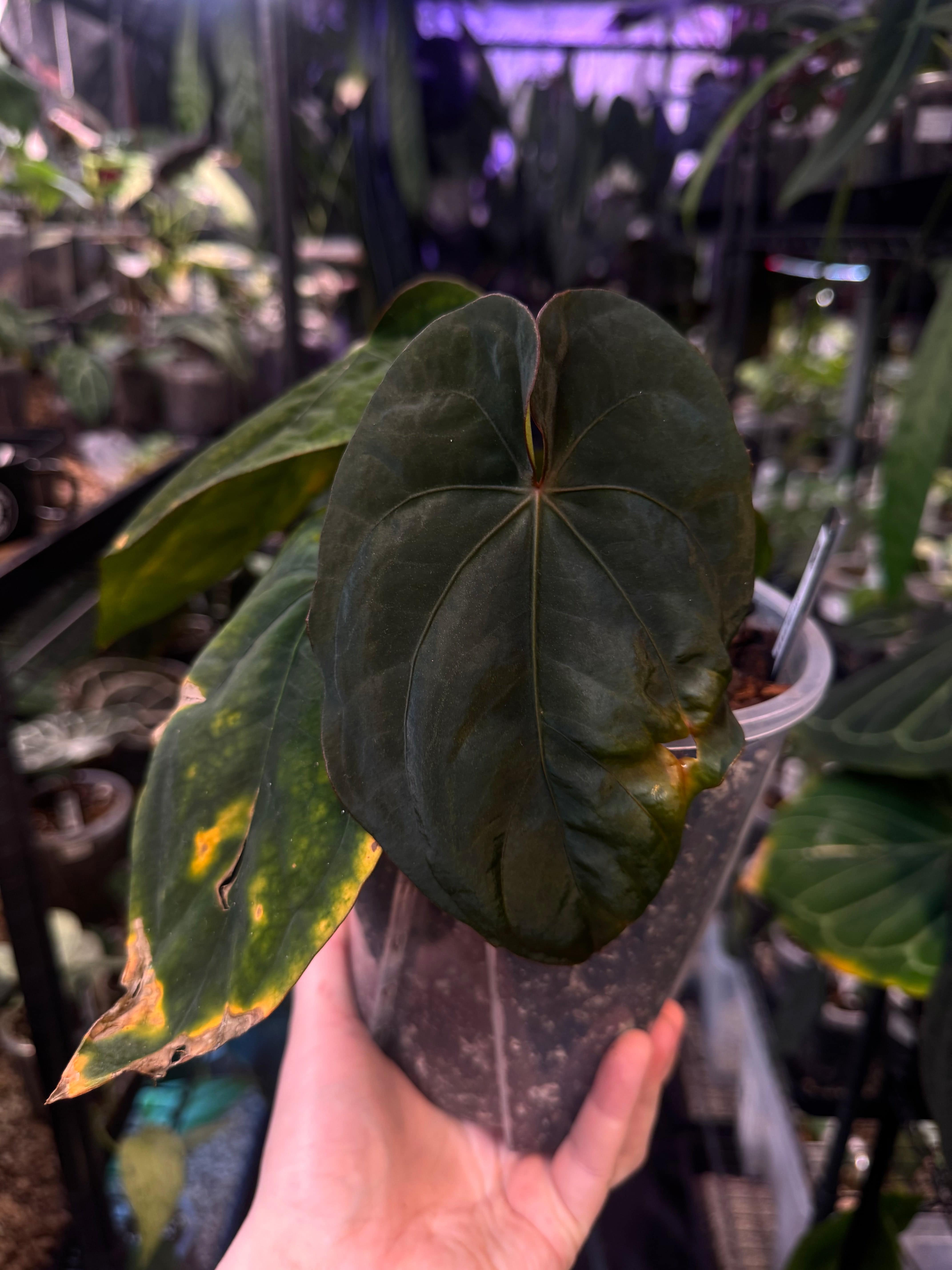 NFS: Anthurium Dressleri 'Windy' x RG F2 - SMUKHI