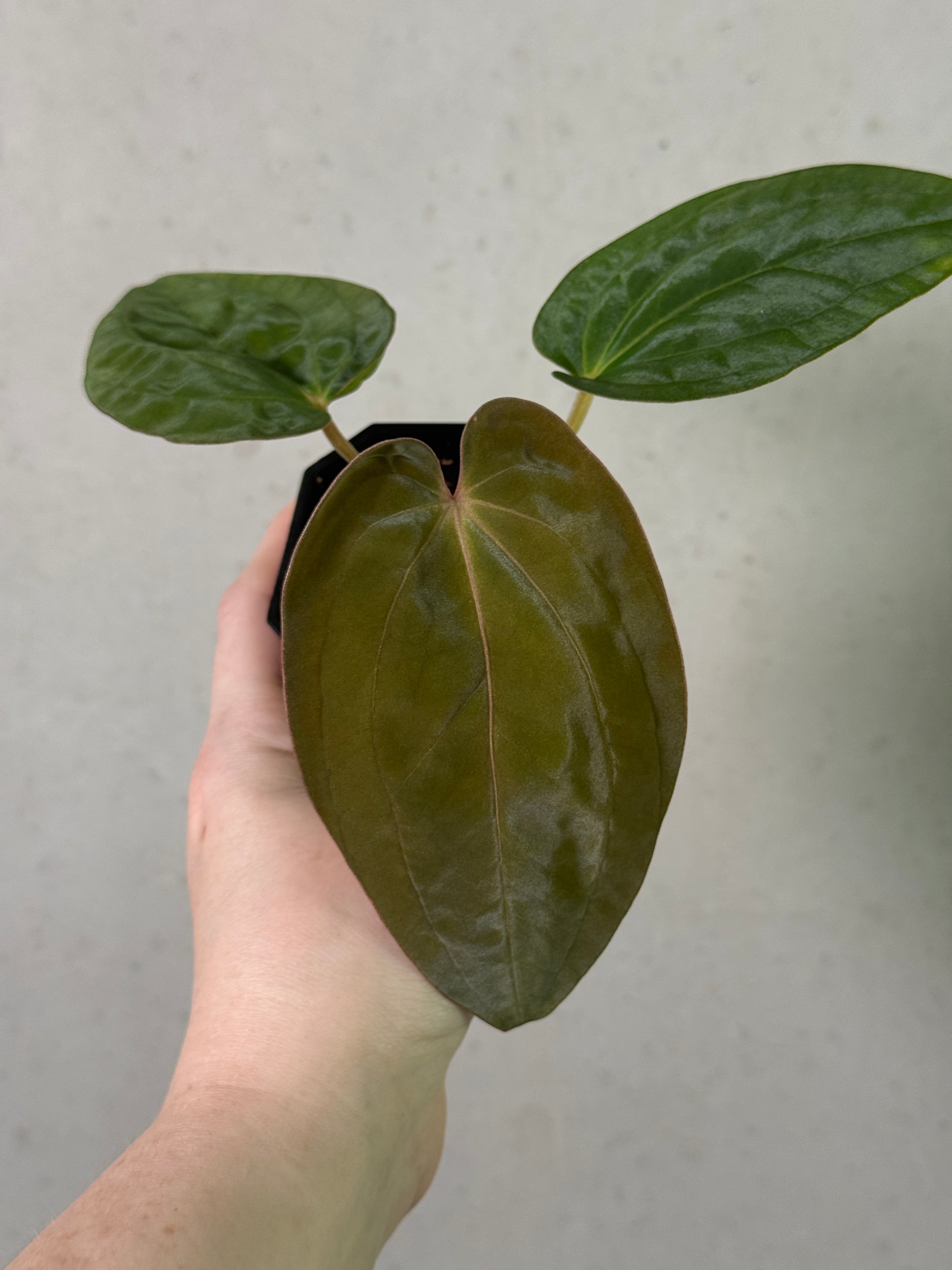 Anthurium Kunayalense PM5 x (BVEP RA1 or sp. Nov DF)