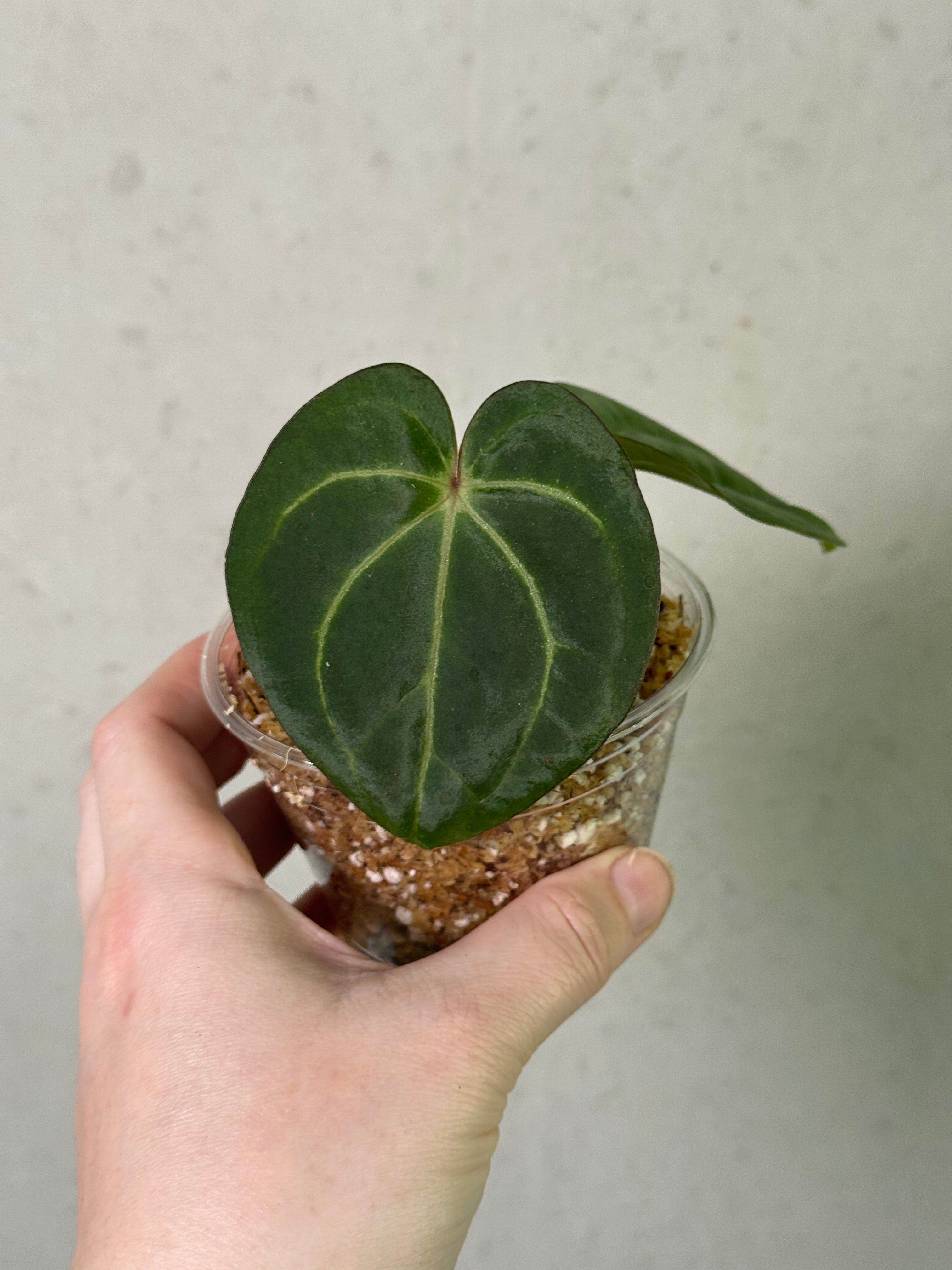 SMUKHI Anthurium plant, vibrant green leaves and red flowers, valued grade indoor houseplant with lush foliage.