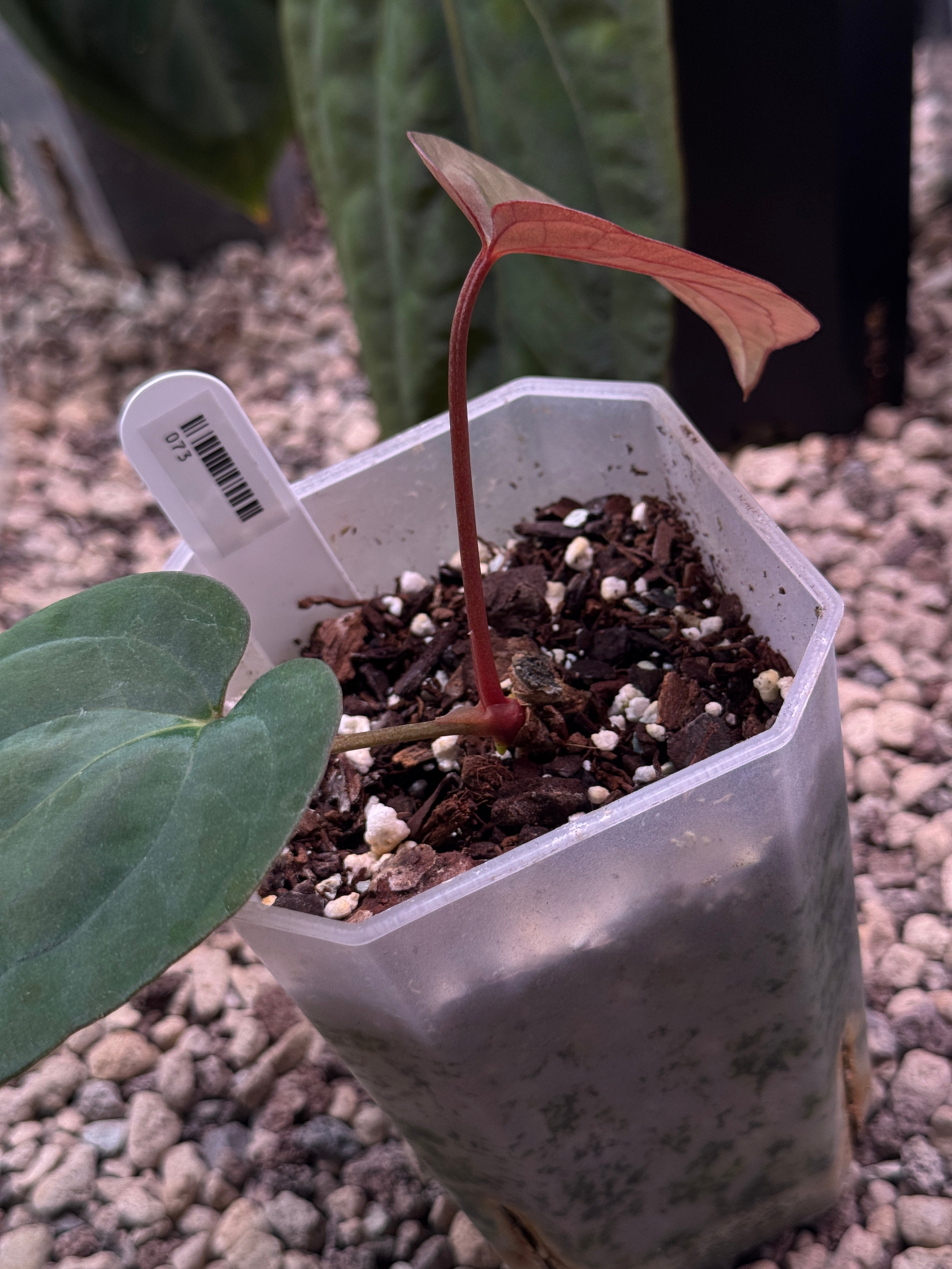 Anthurium Papillilaminum WU1 x BVEP 'Oliver' - Clone