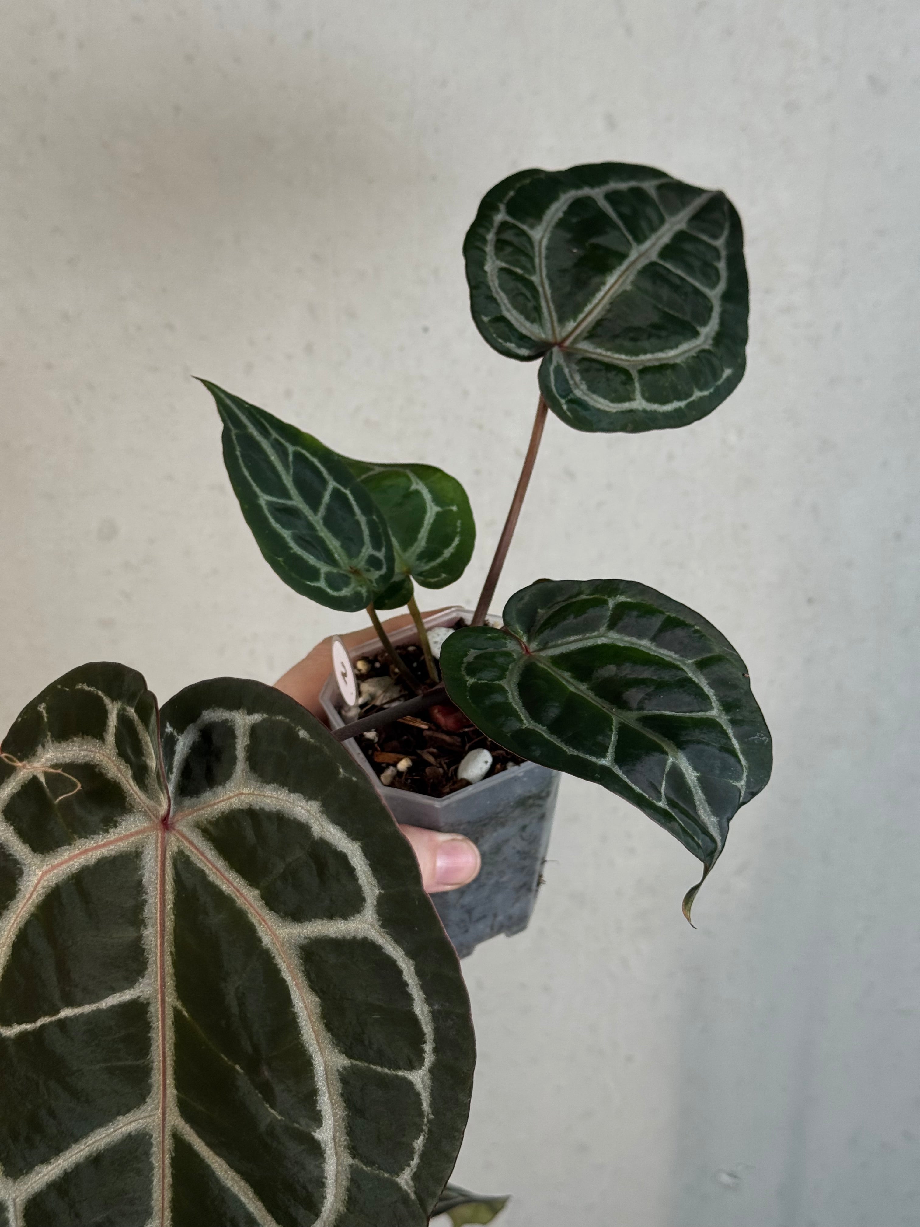 Anthurium DocBlock Michelle
