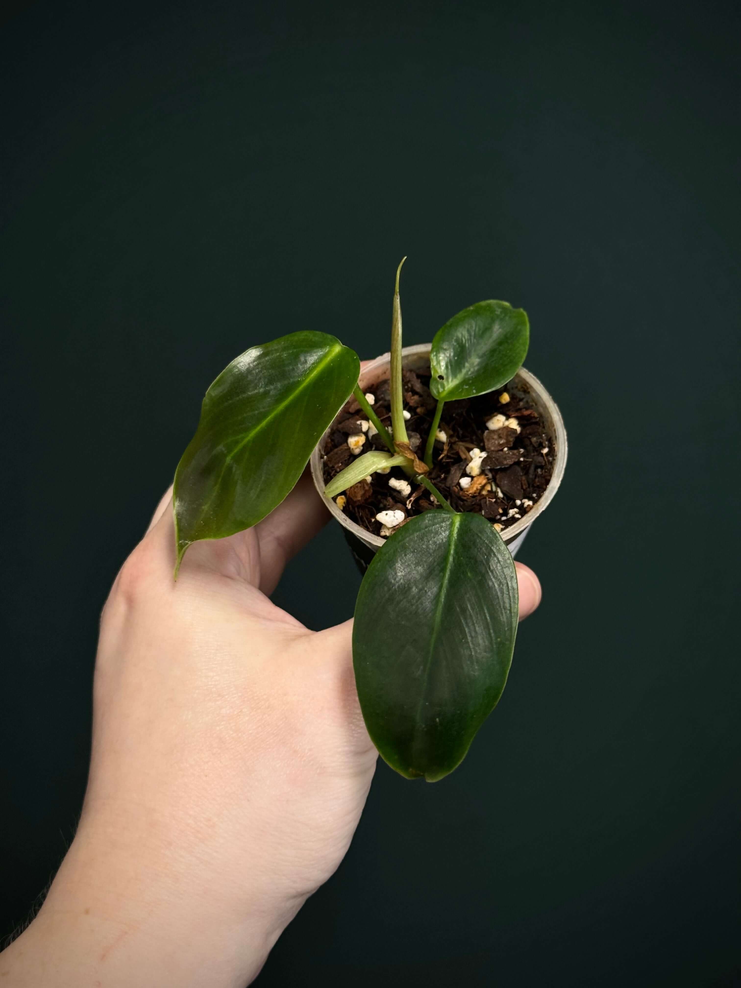 Philodendron Esmeraldense - SMUKHI