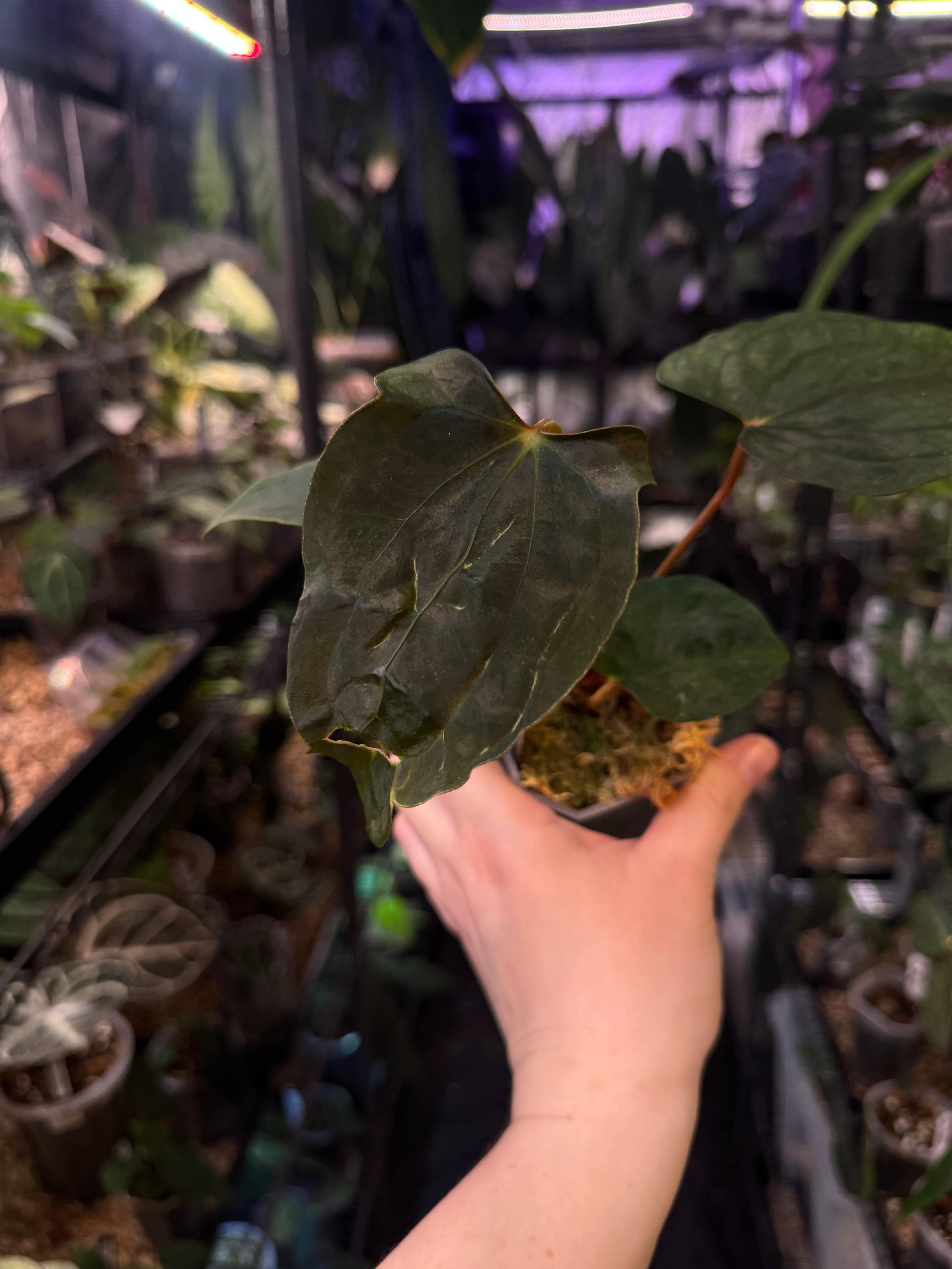NFS: Anthurium Ralph Lynam x Fort Sherman - SMUKHI