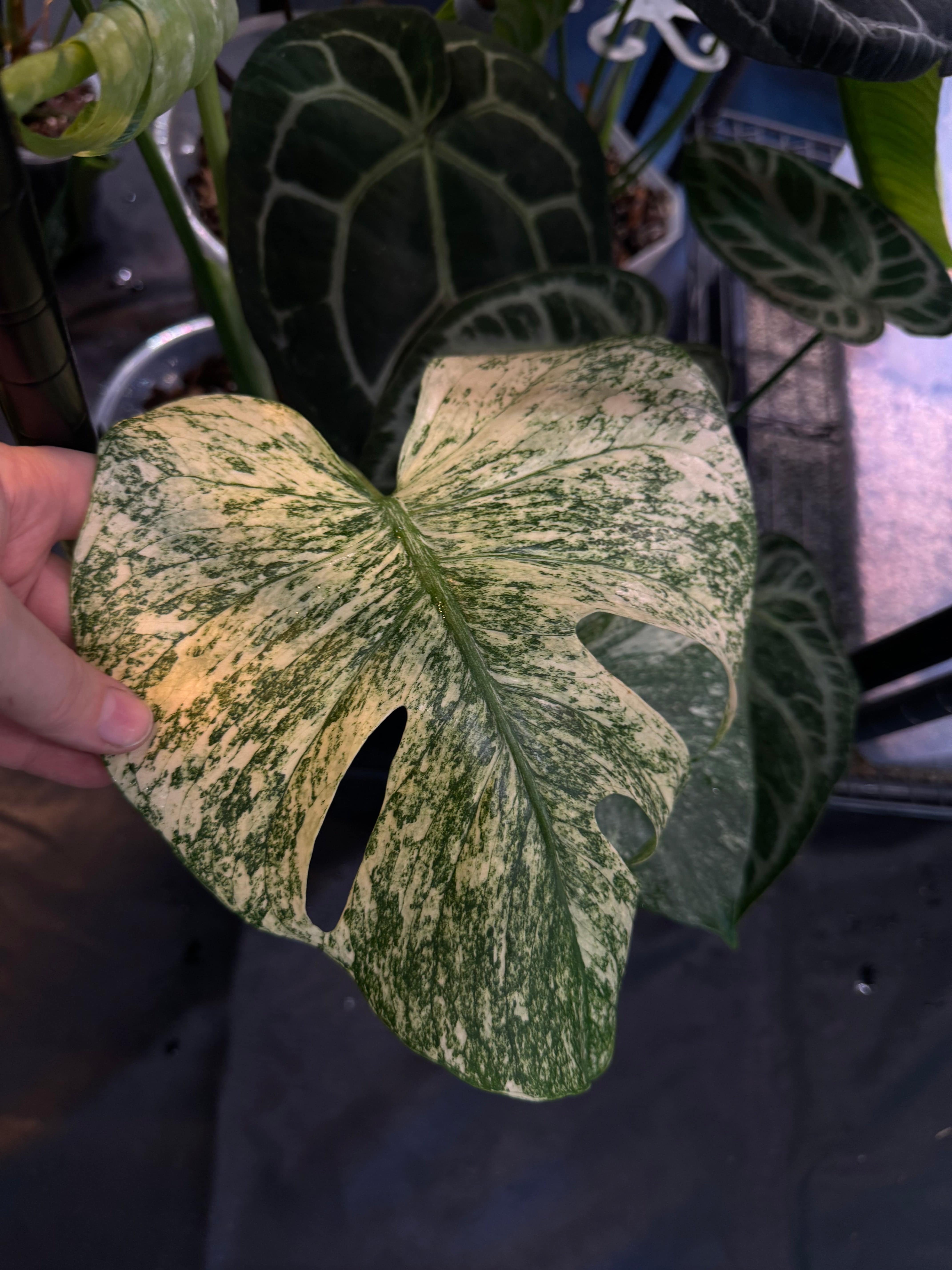 NFS: Monstera ‘White Monster’ - SMUKHI