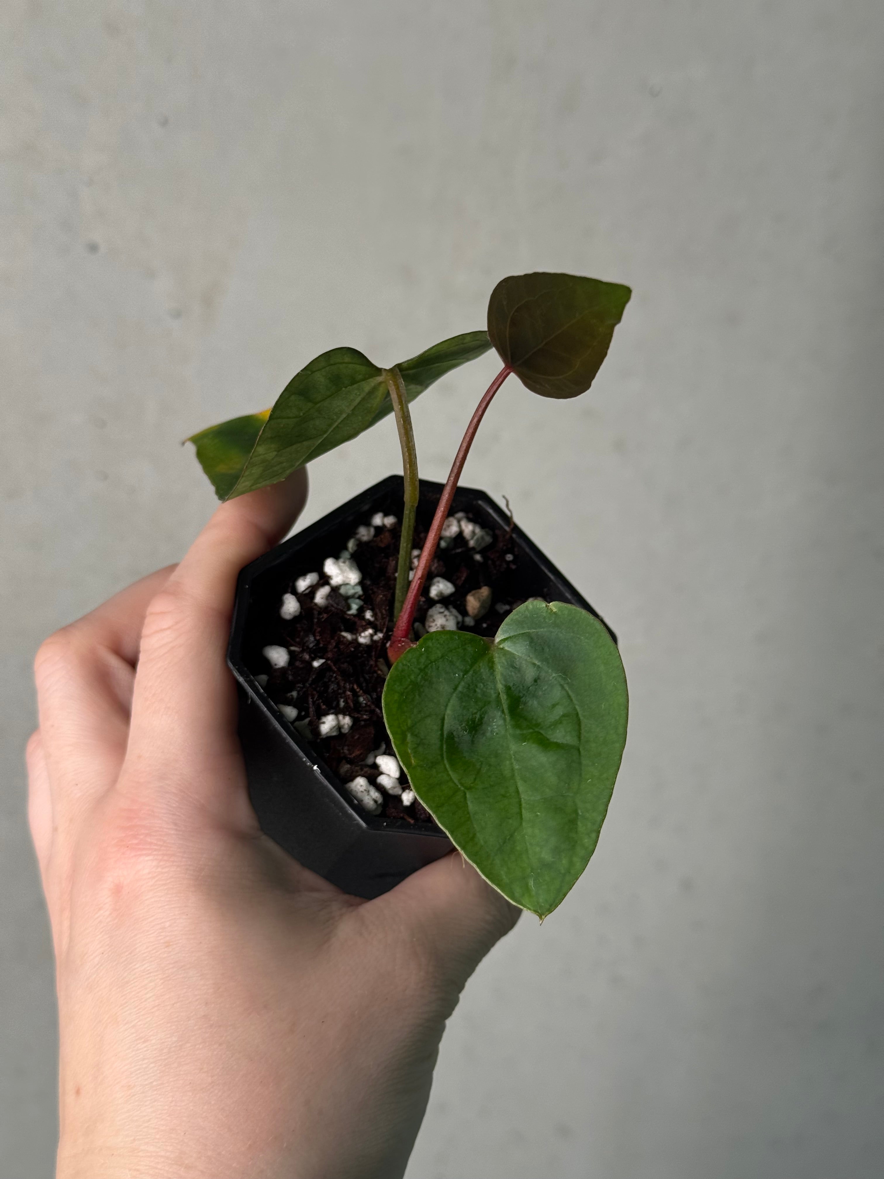 Anthurium Ace Of Spades Dark Form F1 (SKG)