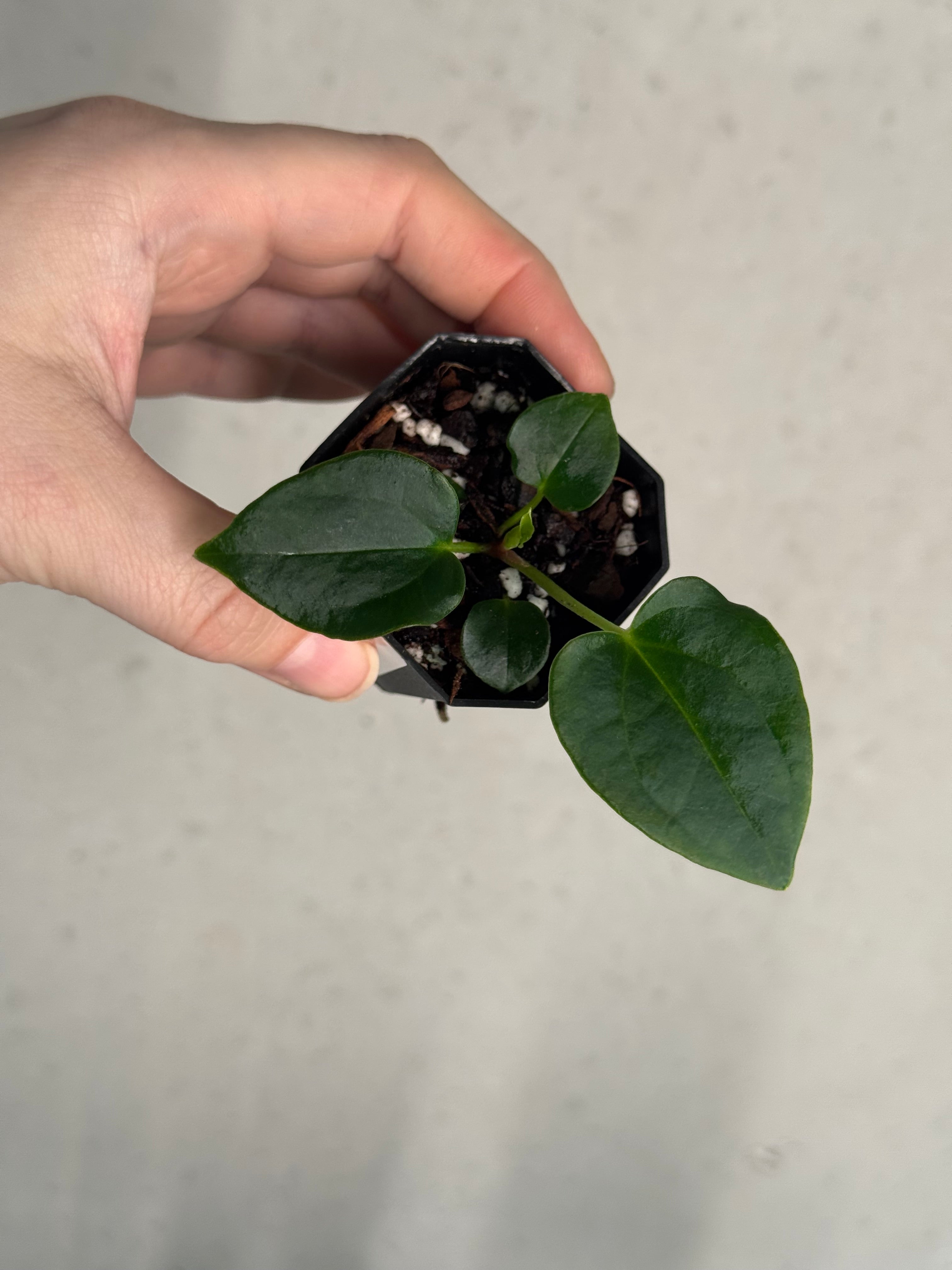 Anthurium Fort Sherman S1 x open
