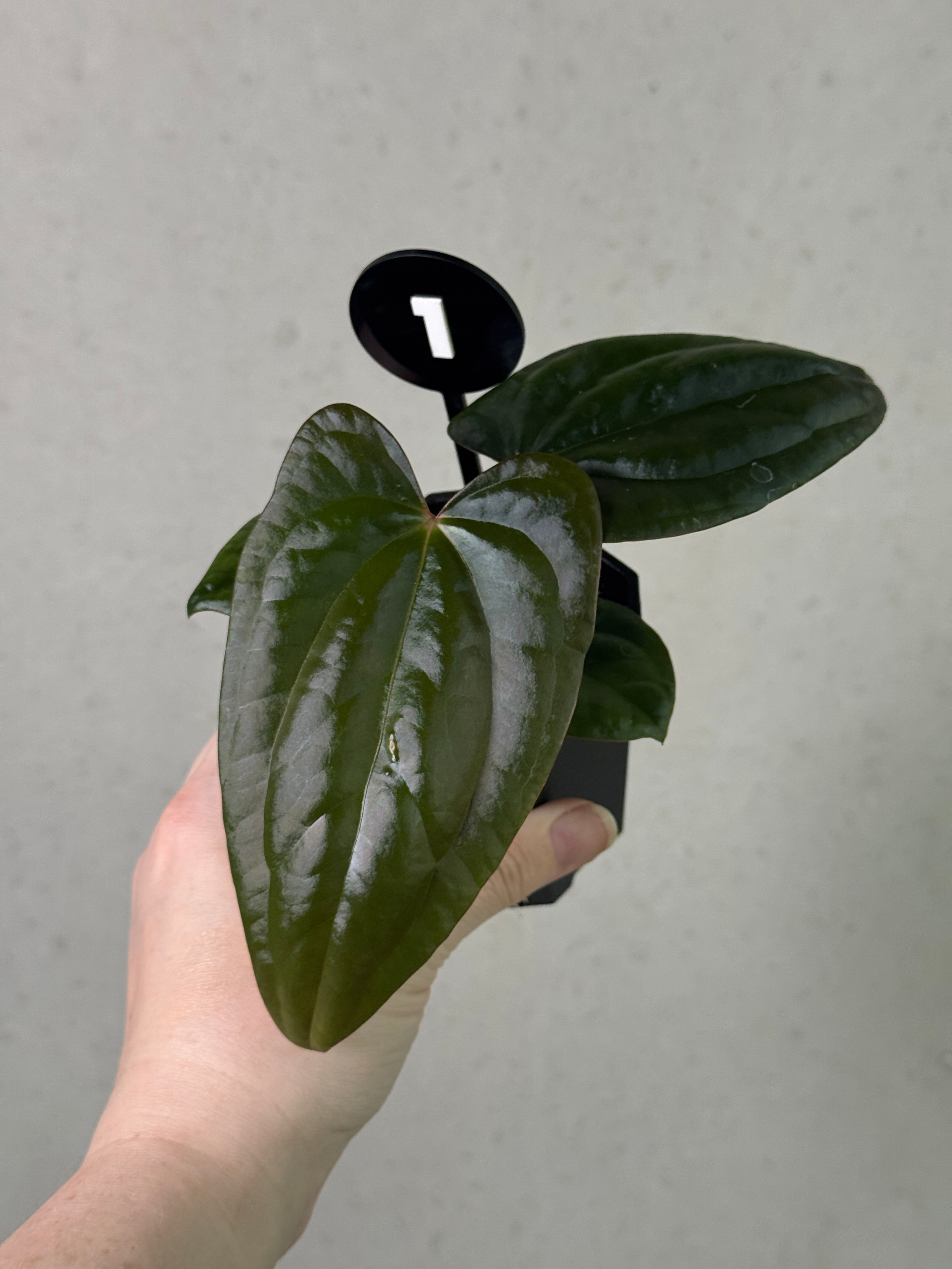 Anthurium (Dark Phoenix x Goliath) x (sp. Napo x Luxurians)