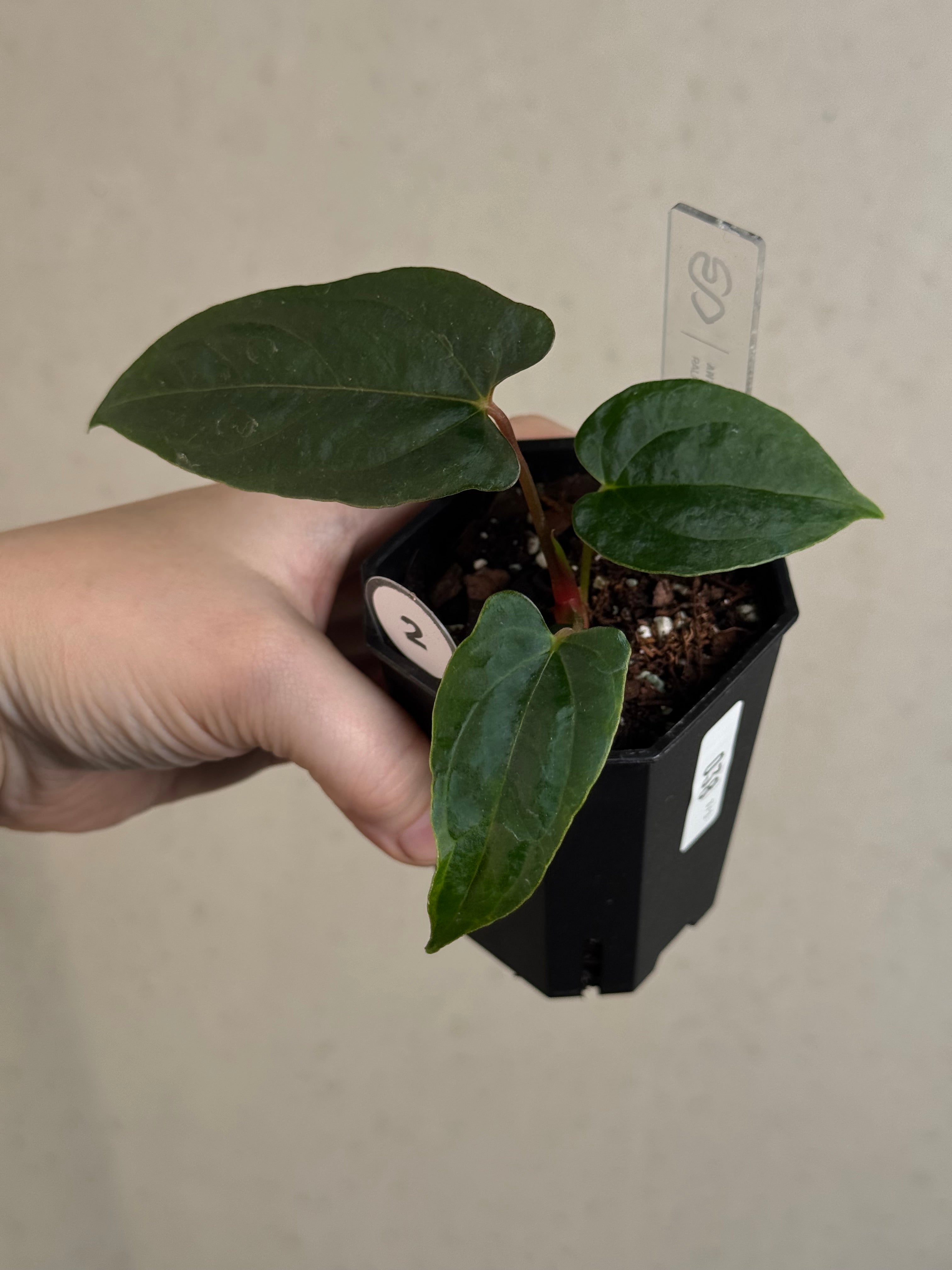 Anthurium Ralph Lynam x self